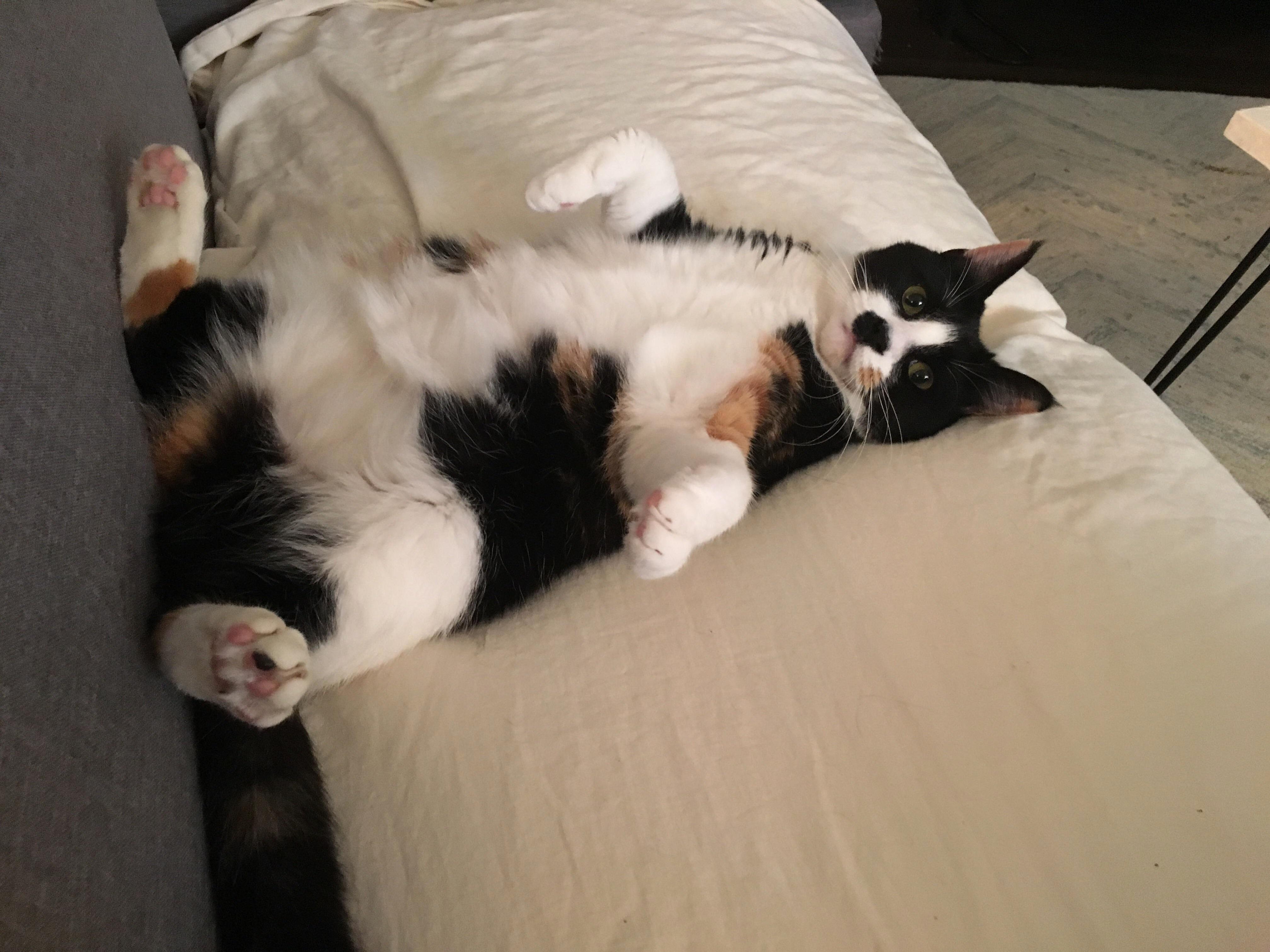 Luna C. Keeping It Classy.