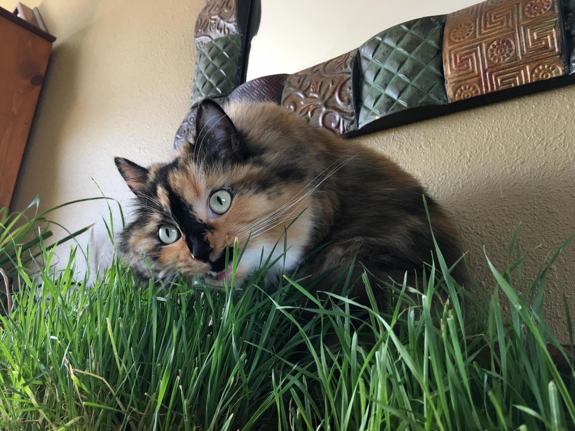 Luna Loves Wheatgrass