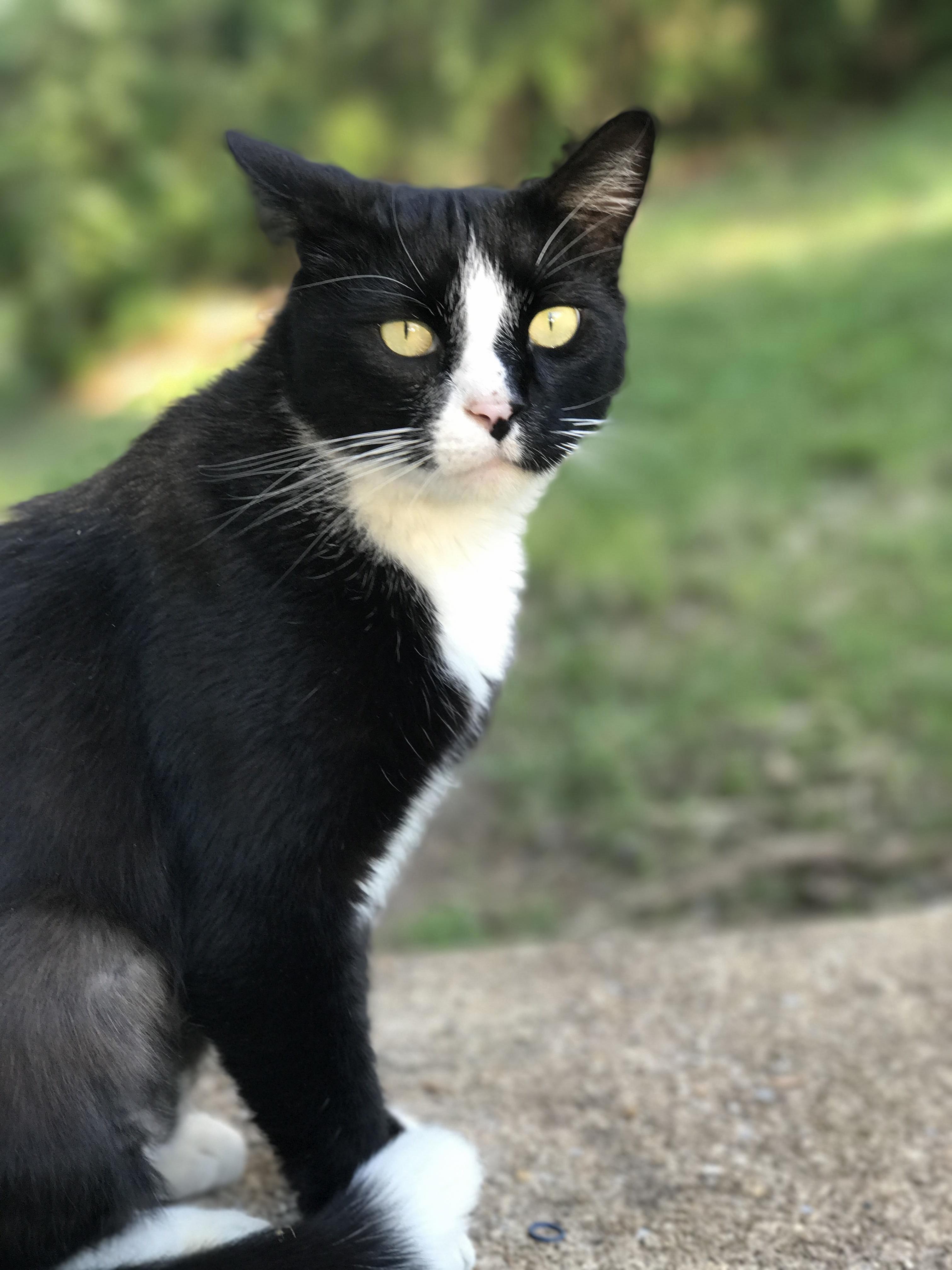 Lured This Stray to My Front Door. If Only He Knew He Was Only 4 Steps Away from Forever Love and Treats..