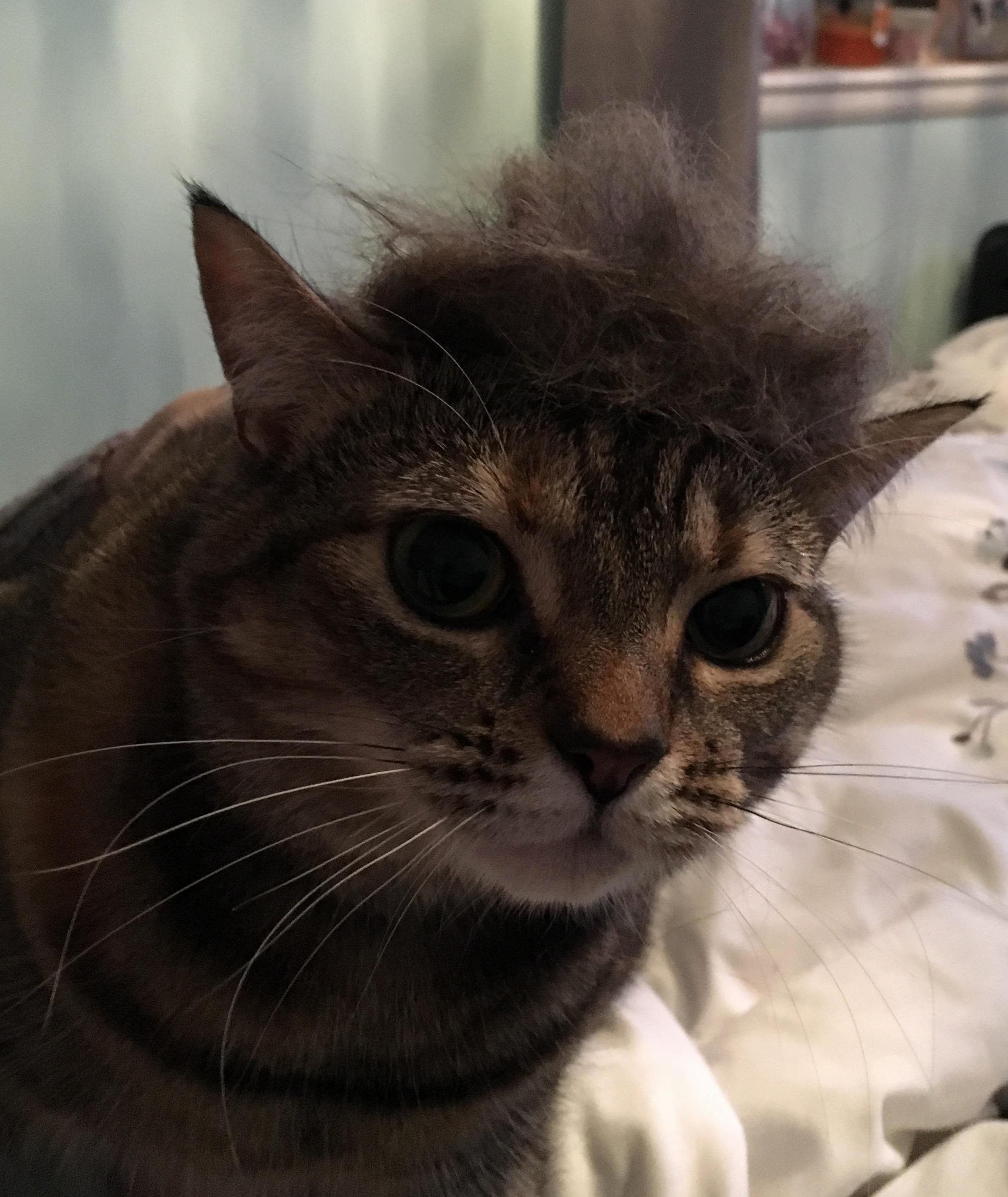Made My Cat a Toup from the Fur She Sheds. I Think She Likes It.