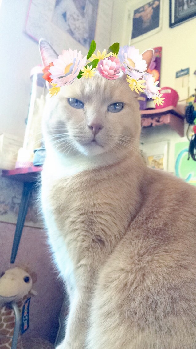 Majestic Cat