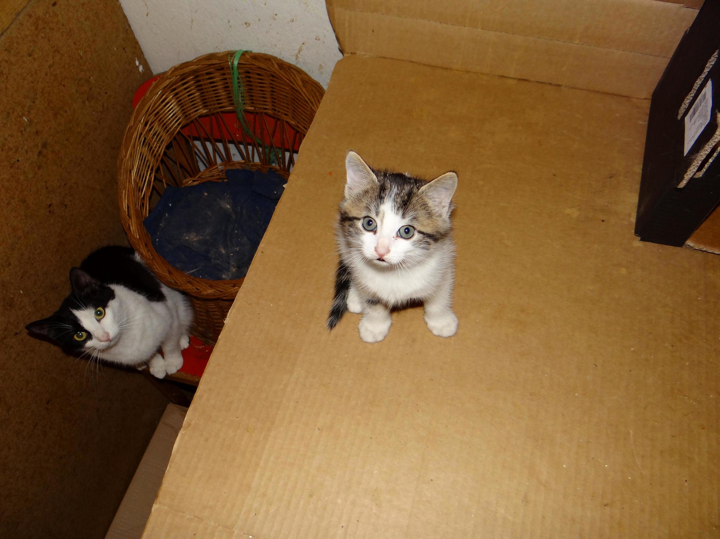 Mama Cat and Her Little Kitten Lars