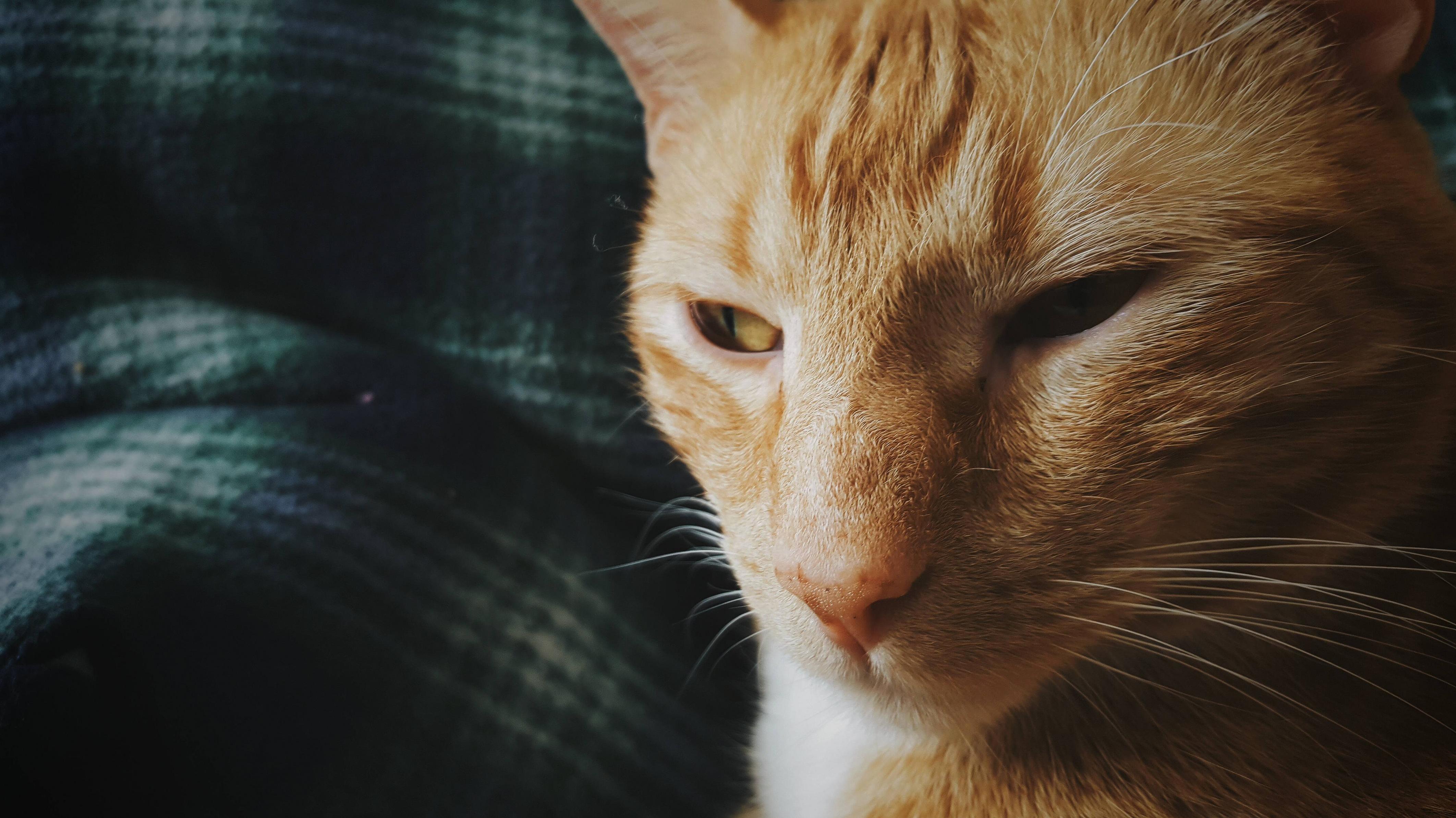 Marlin the Sophisticated Whiner.
