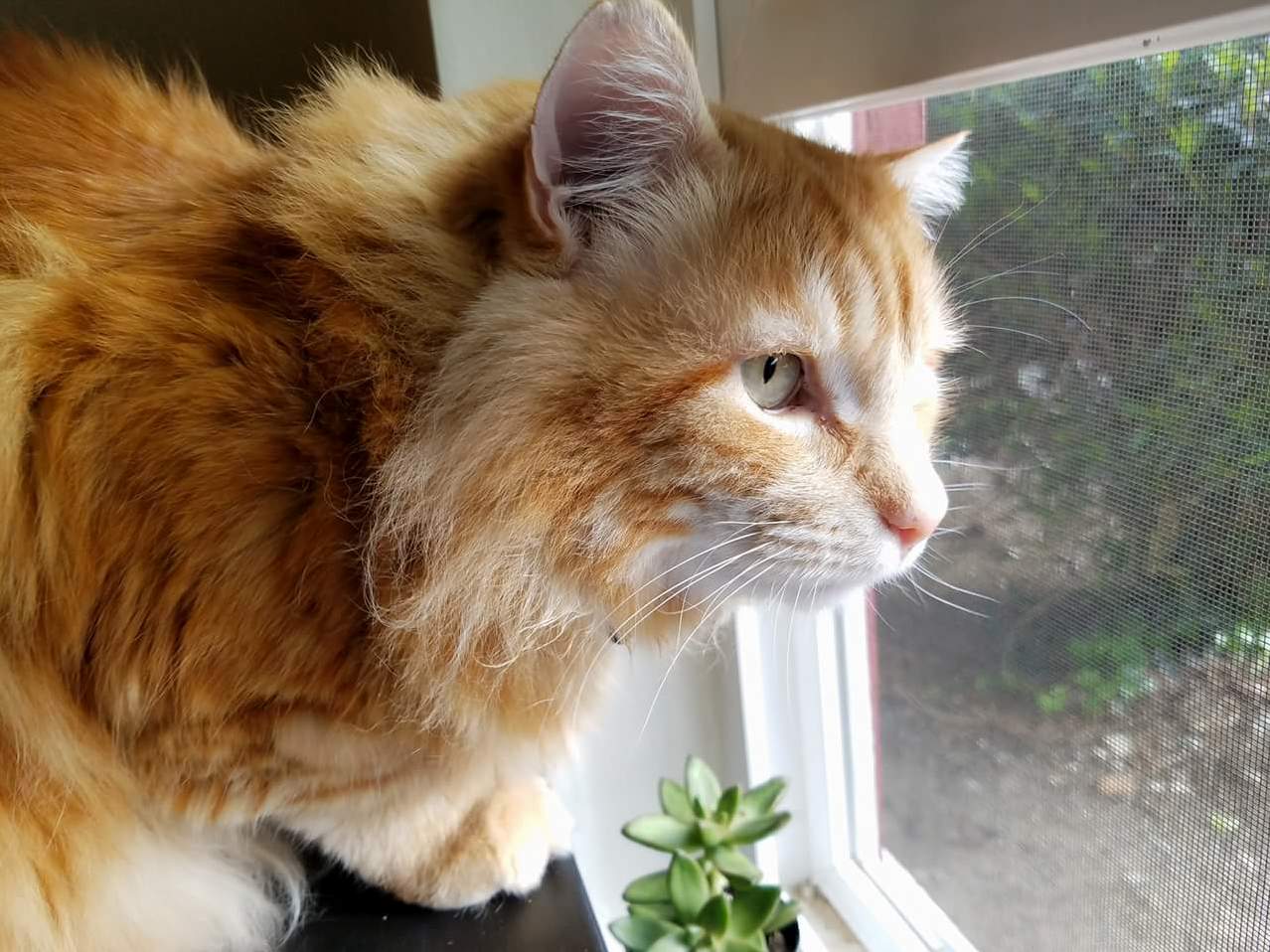 Martin Stares Down Birds Outside but Would Be Terrified If They Came Inside