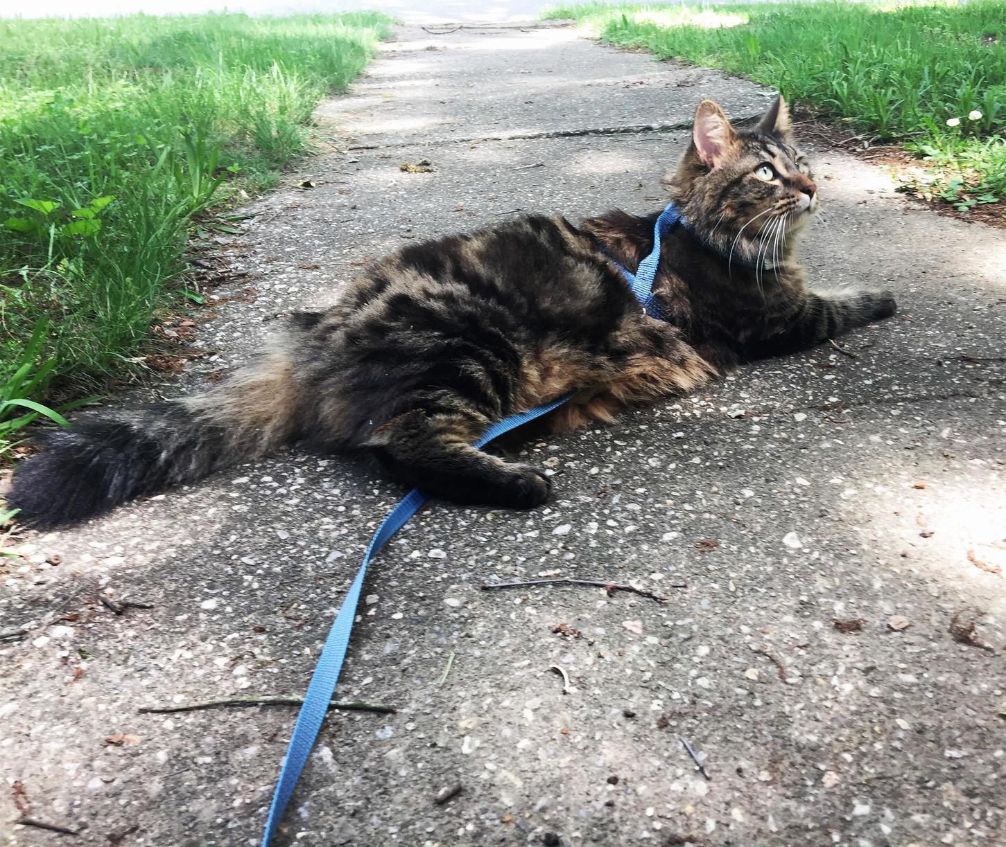 Meeko Taking a Stand or Seat Against Walks