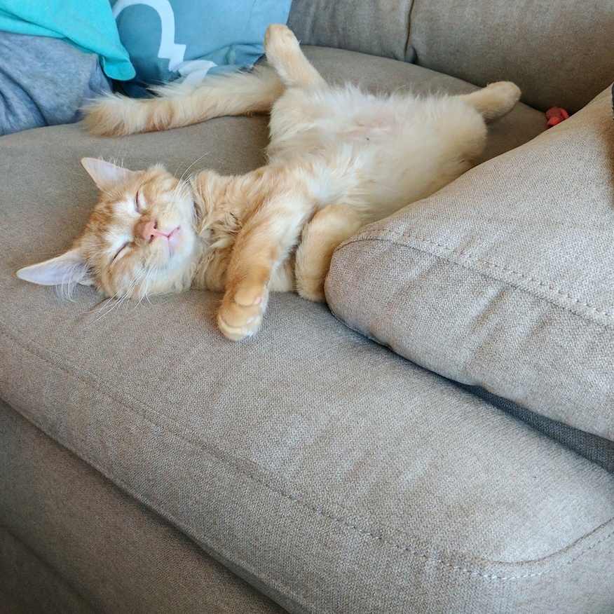Meet Abner My New Rescue Kitten He Is the Sweetest.