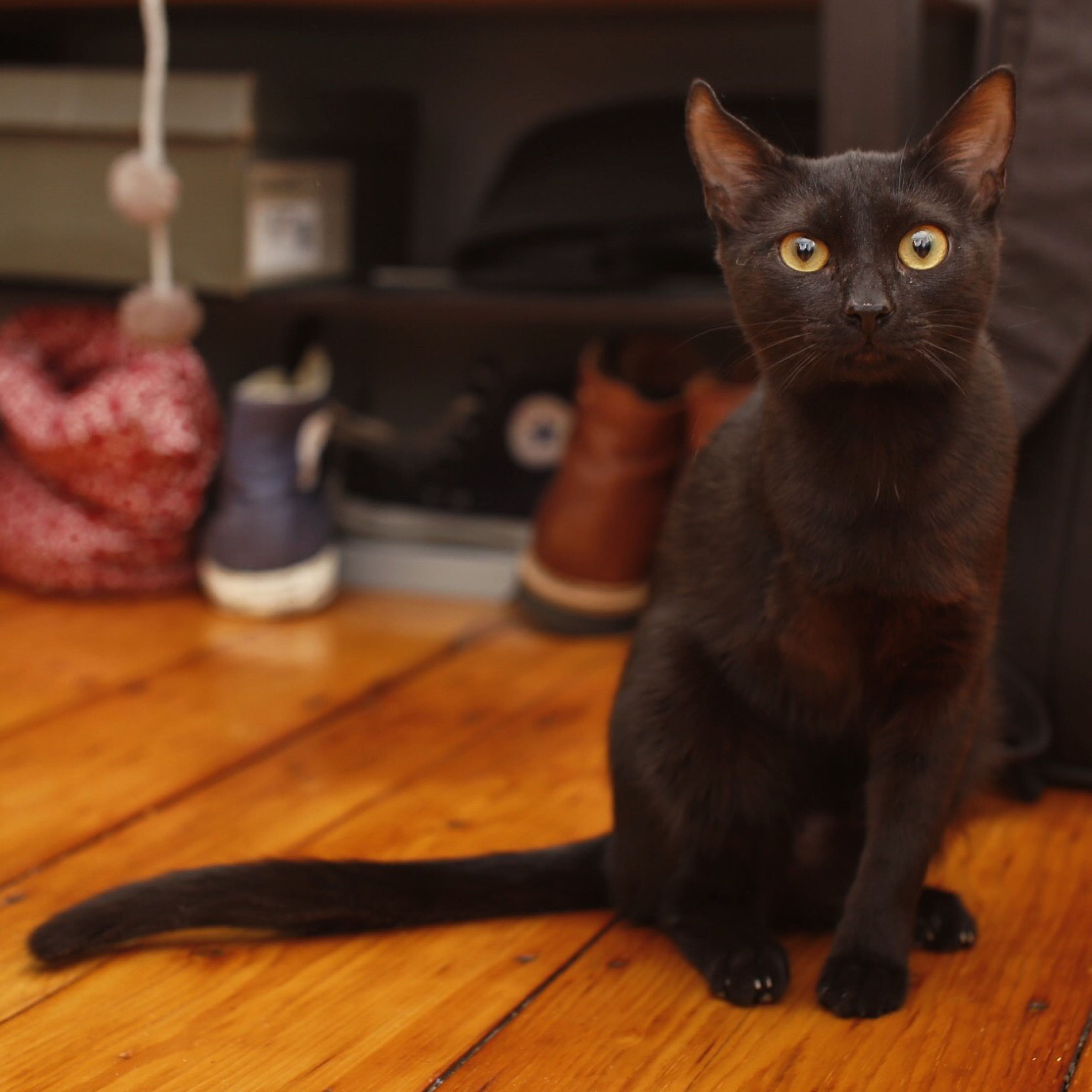 Meet Binxy We Adopted Her Today