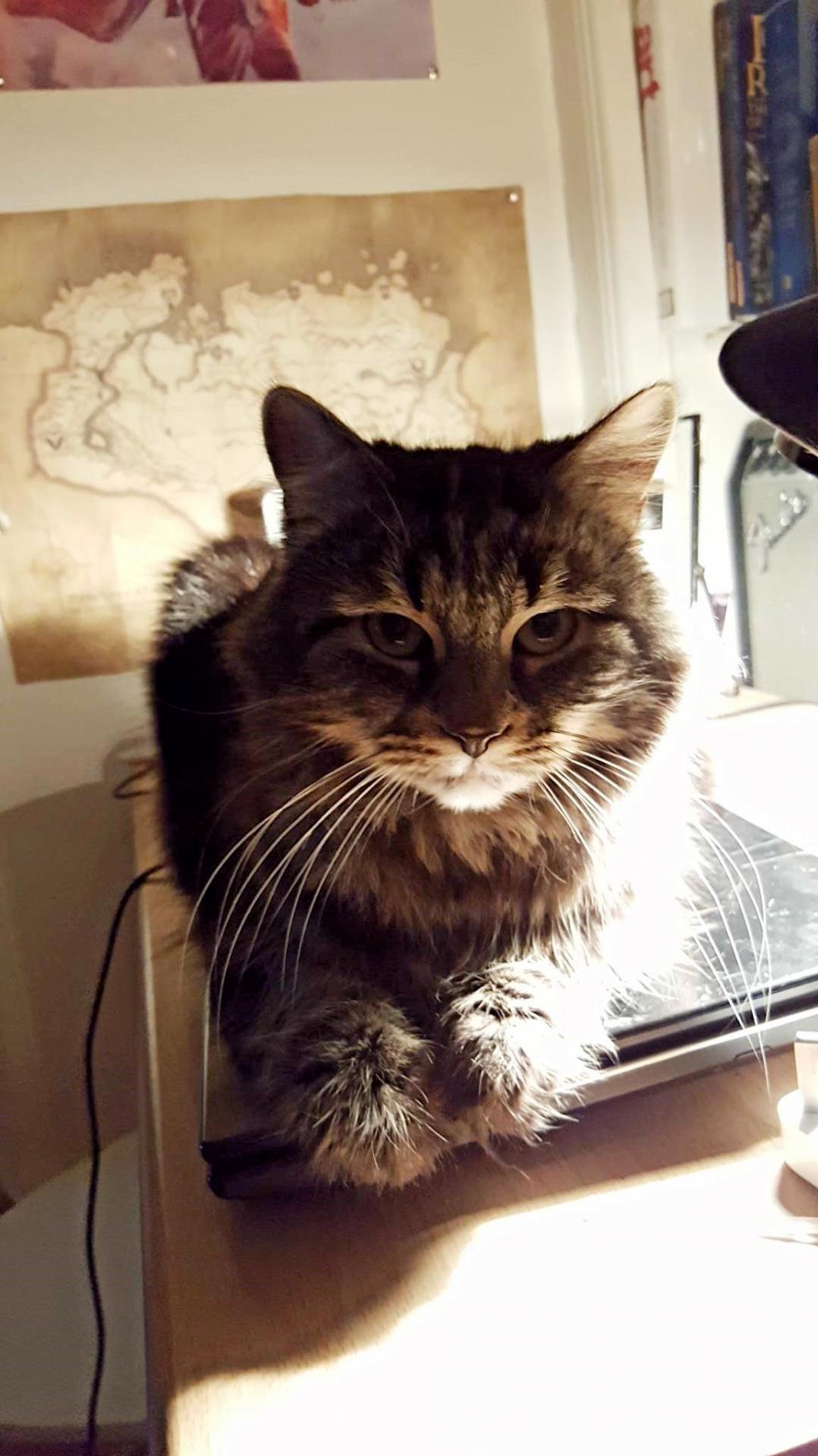 Meet Cas. the Fluffiest of Kitties.