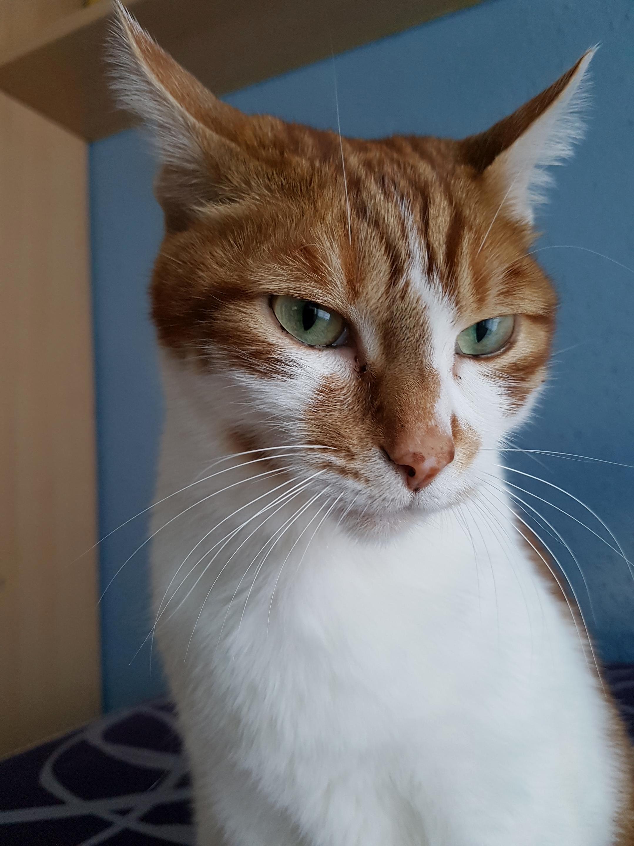 Meet Conan