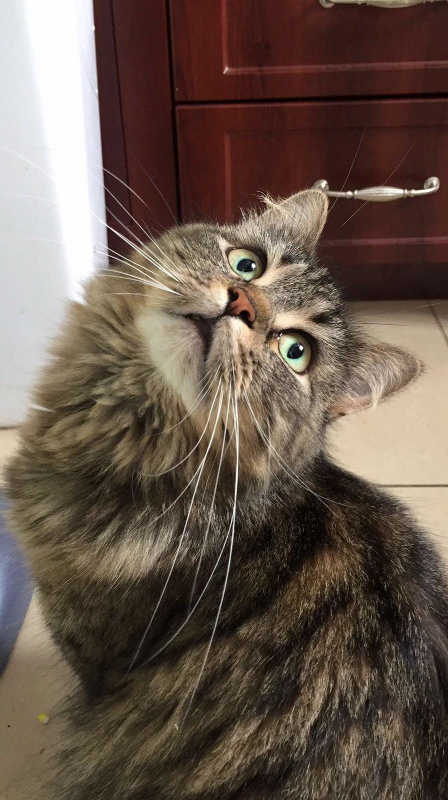 Meet Coucou. She Is 1.5 Years Old