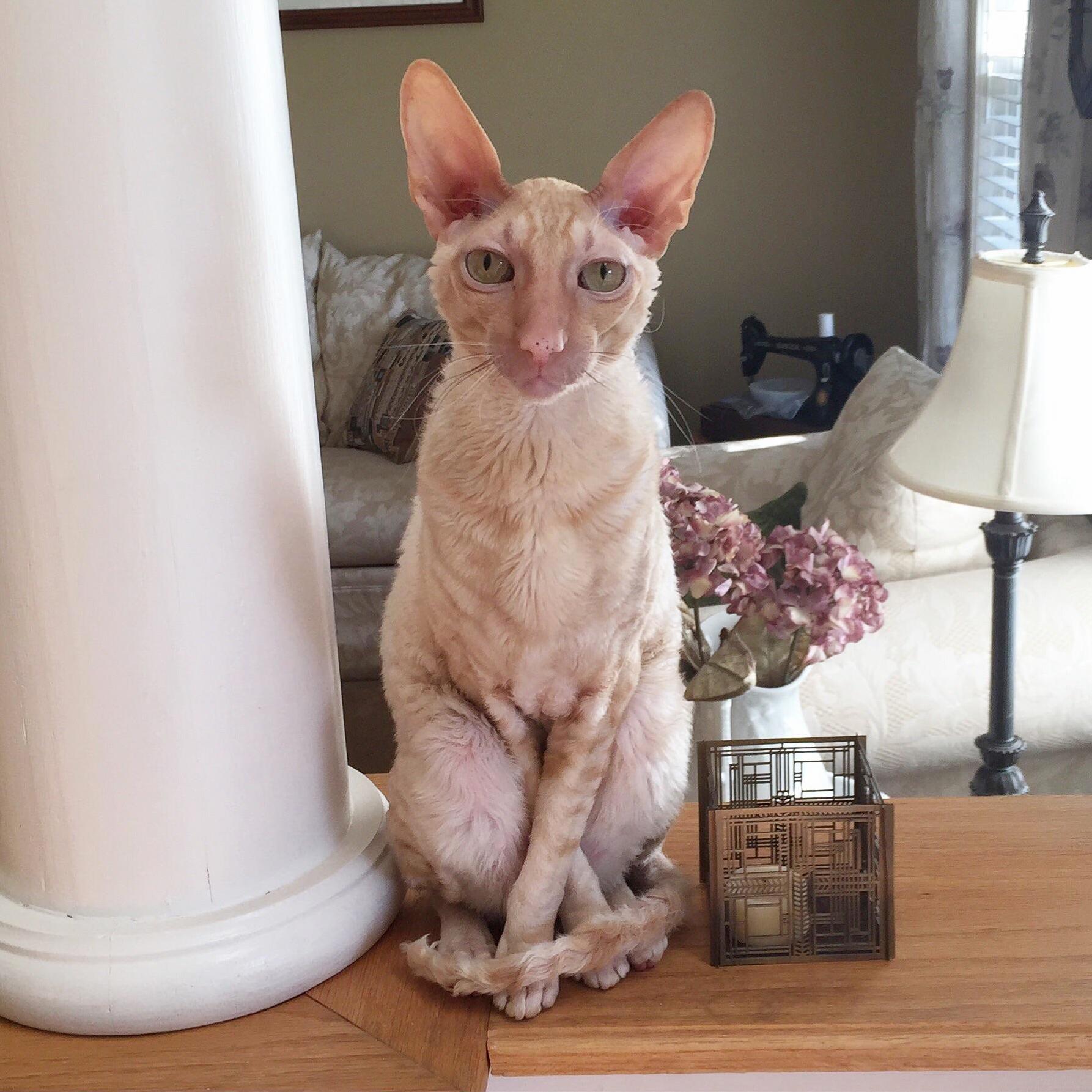 Meet Dobby My House Elf