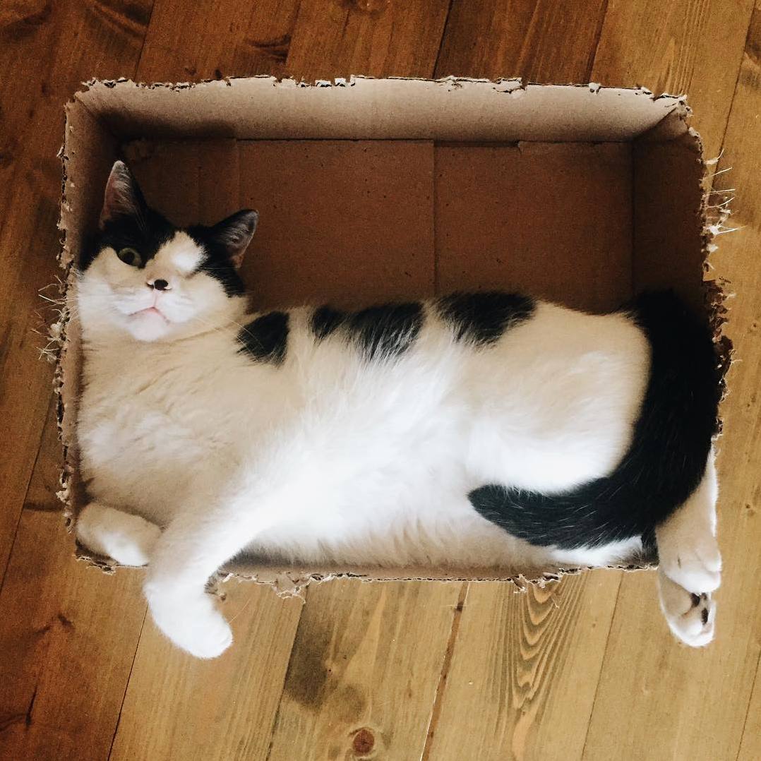 Meet Galacticus - My One Eyed Space Pirate Who Loves to Destroy Boxes.