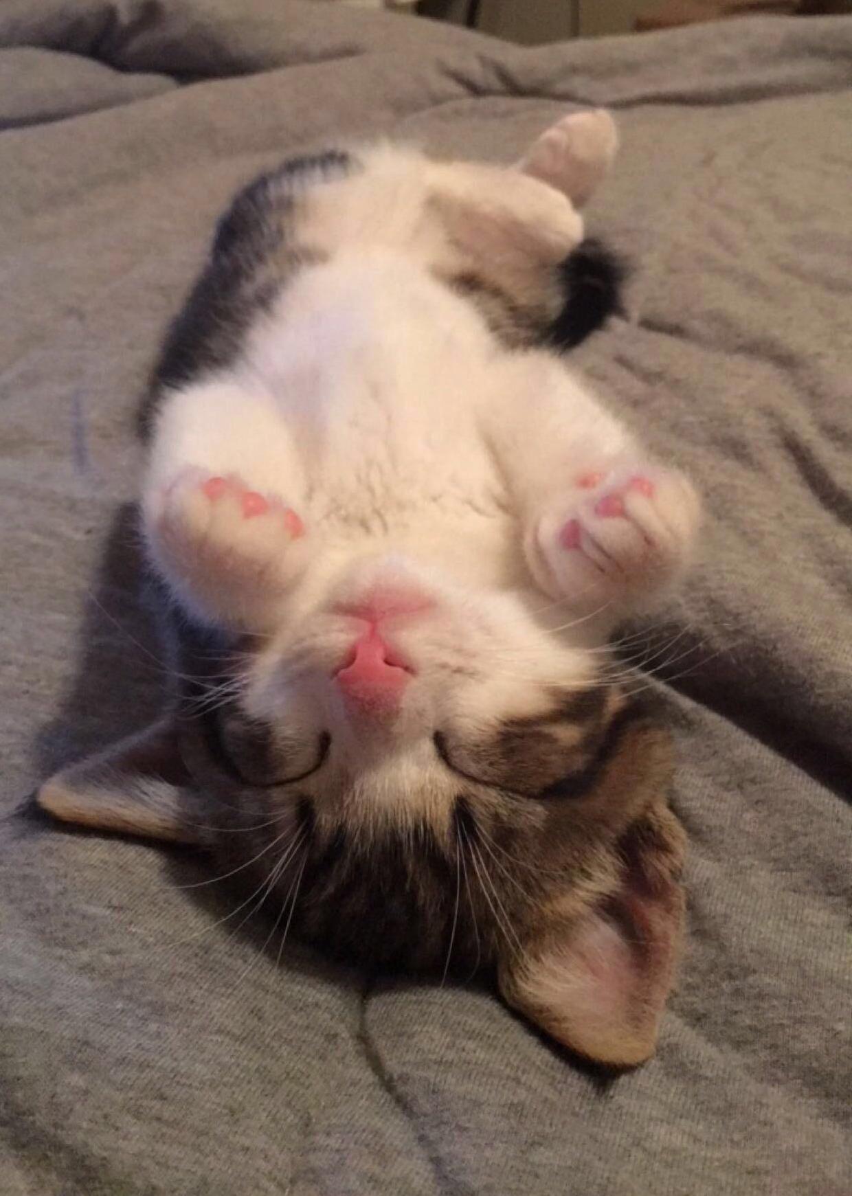 Meet Judo 10wks Old Finally Knocked Out After Eating Dinner.