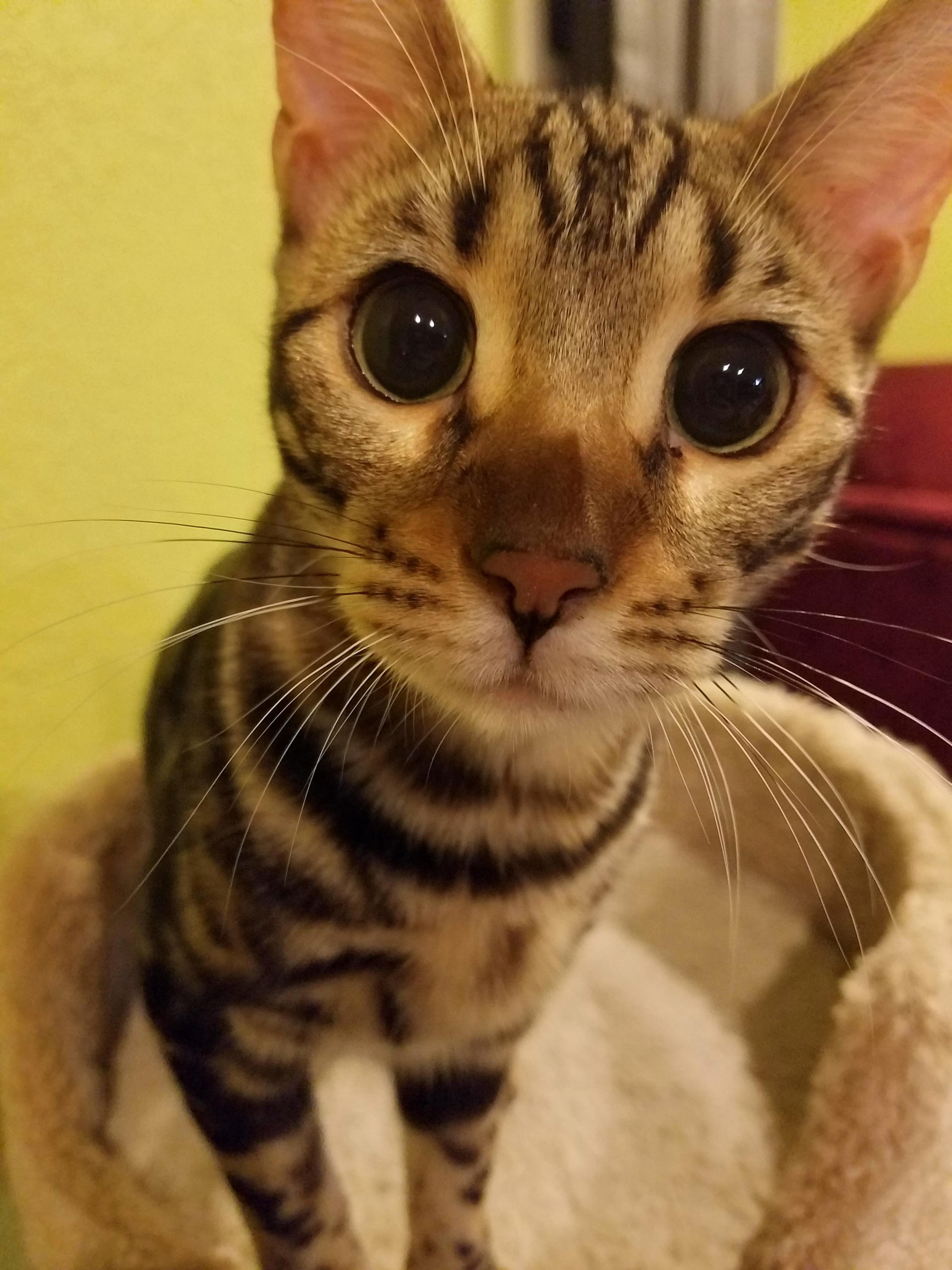 Meet Lex One of Our Bengals.