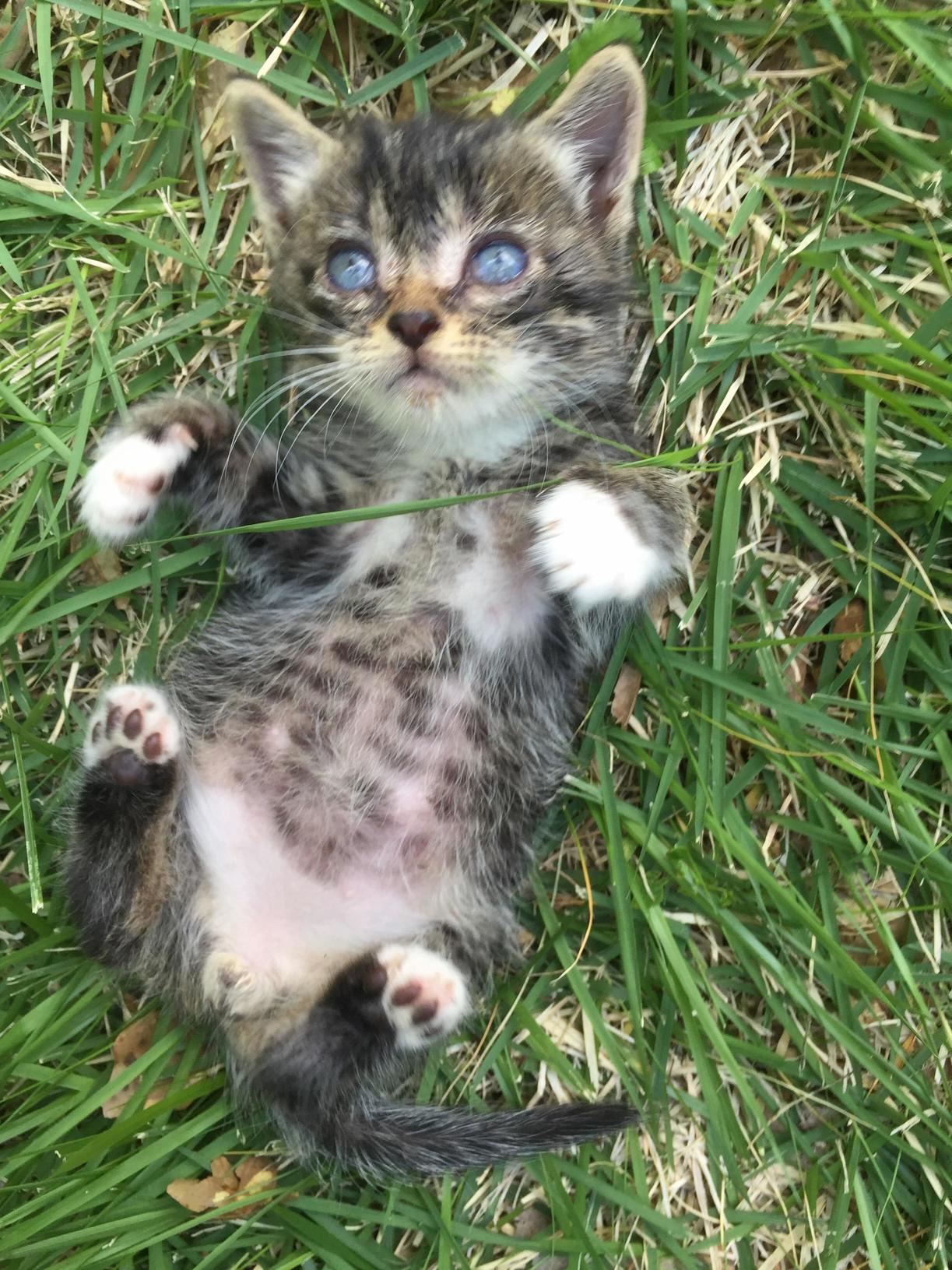 Meet Manny My Rescue Kitten