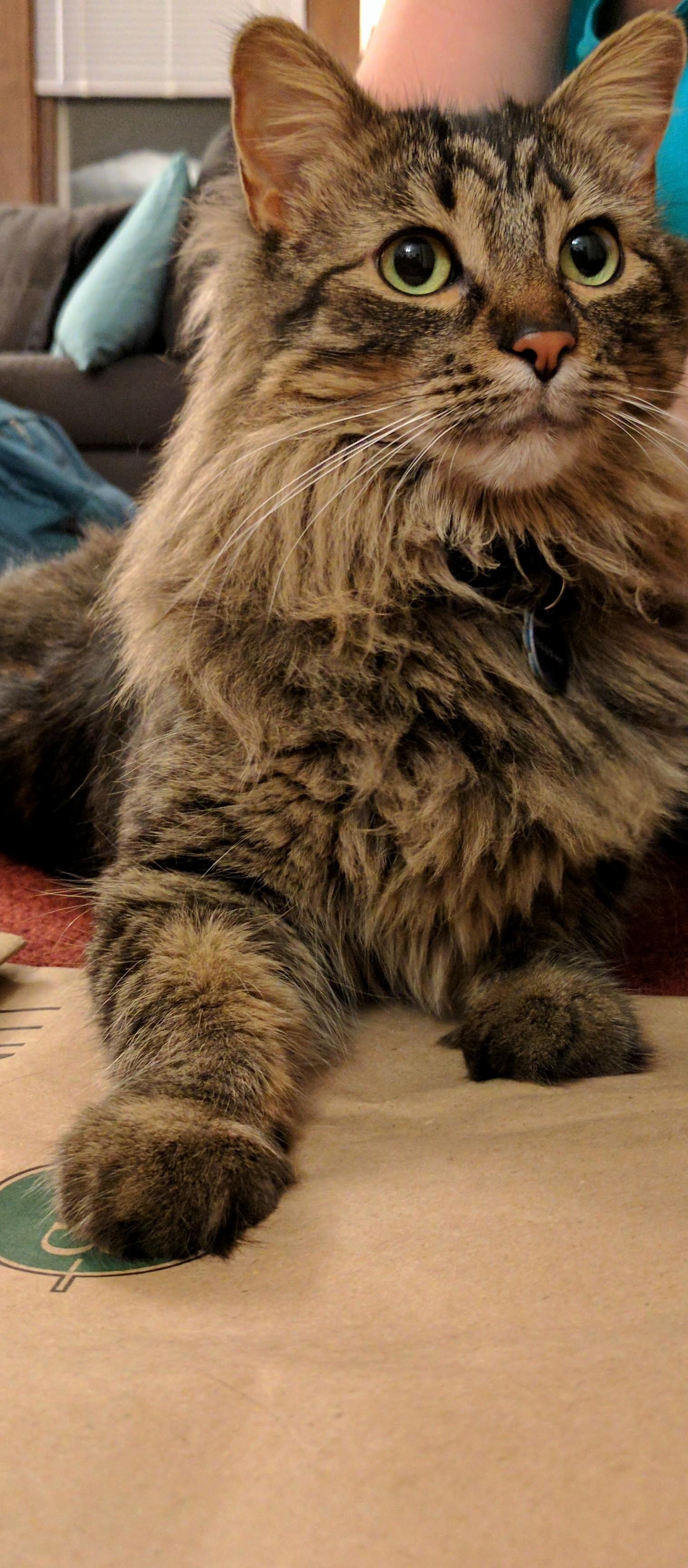 Meet Minerva