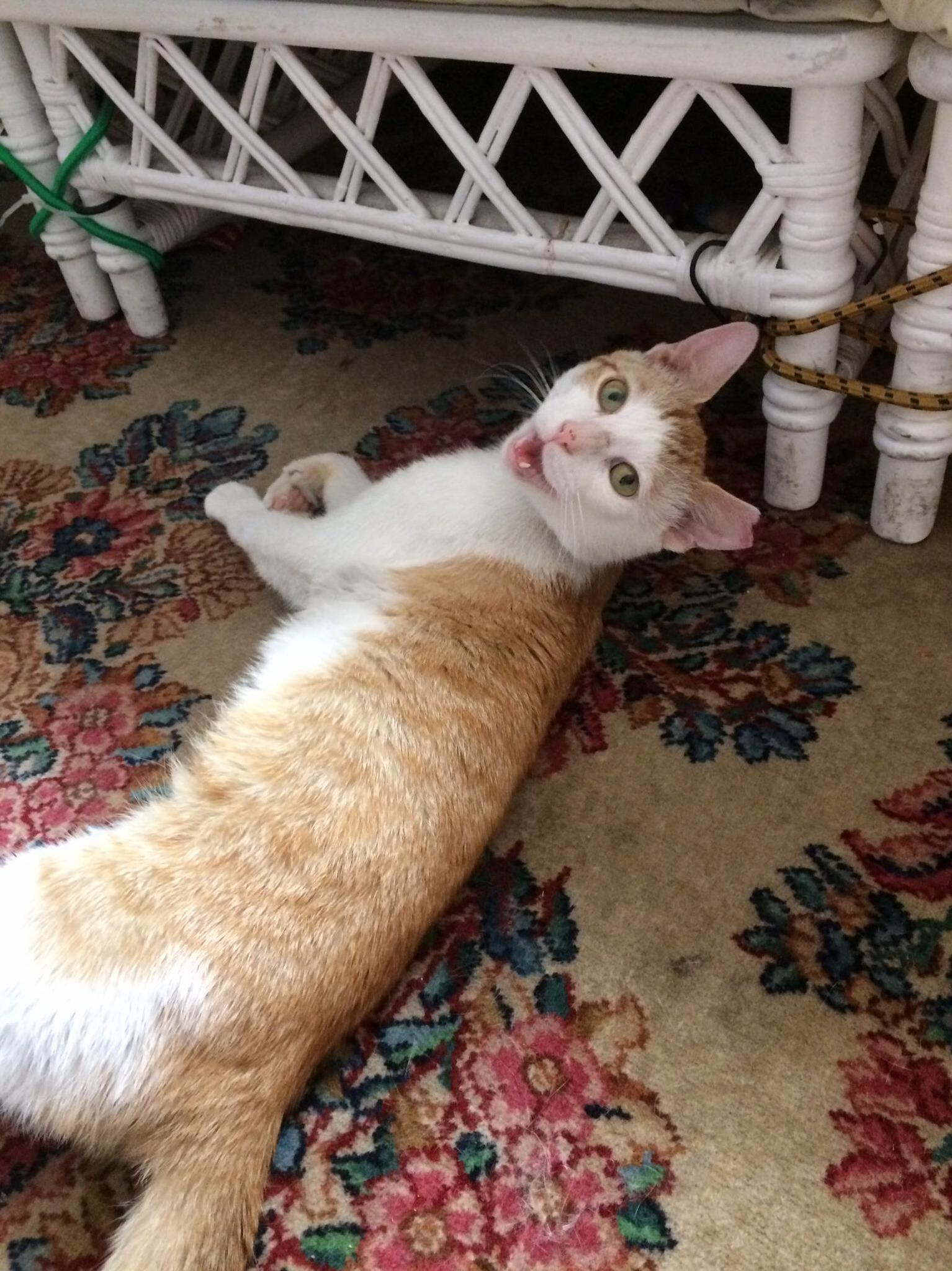 Meet My New Foster Bartolo