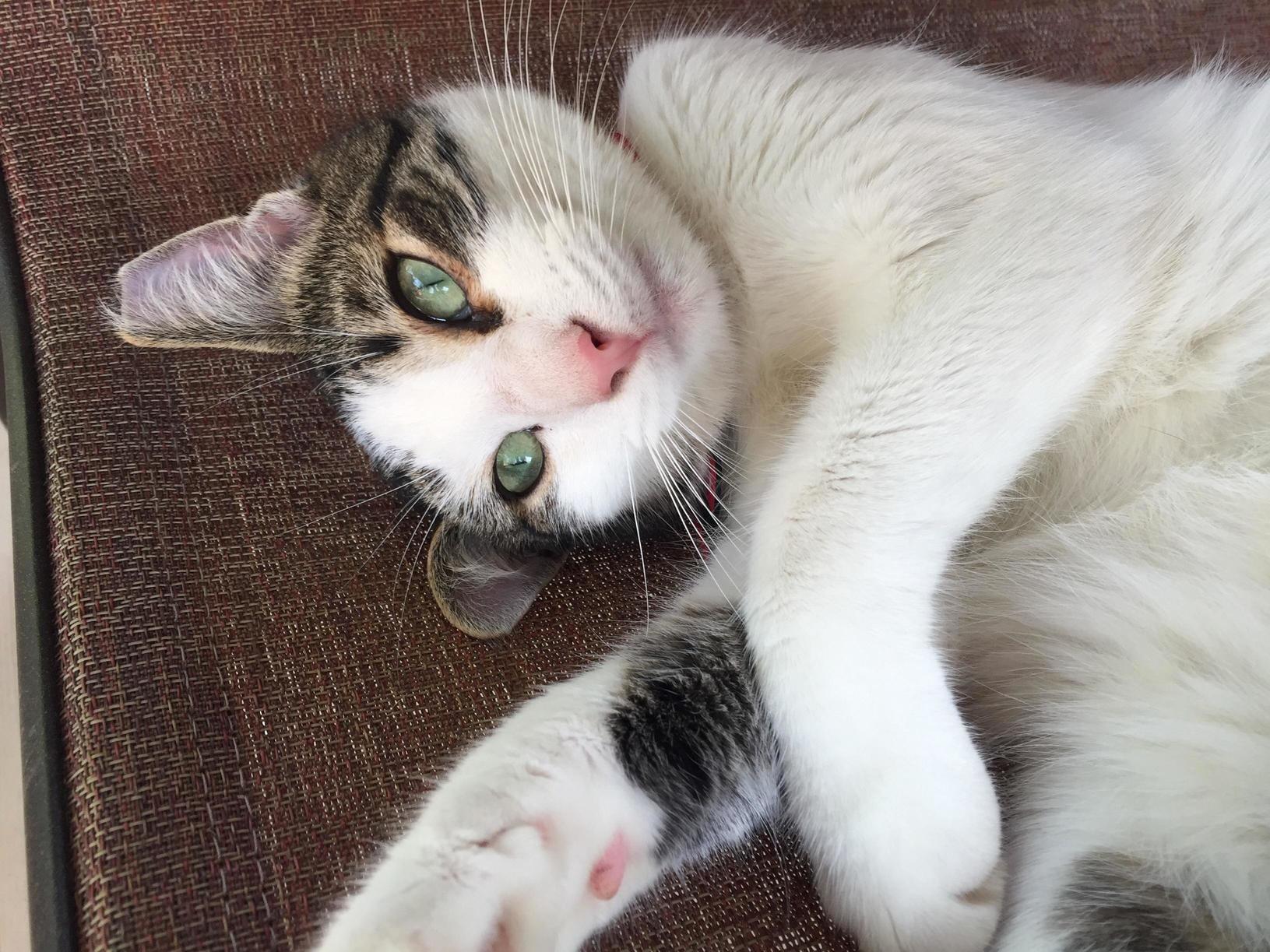 Meet Ottie Capote... Our Newest Family Member and Rescue.