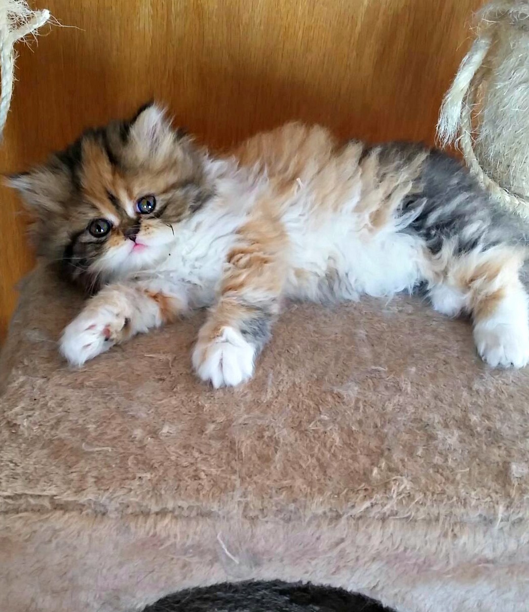 Meet Our Newest Addition 3