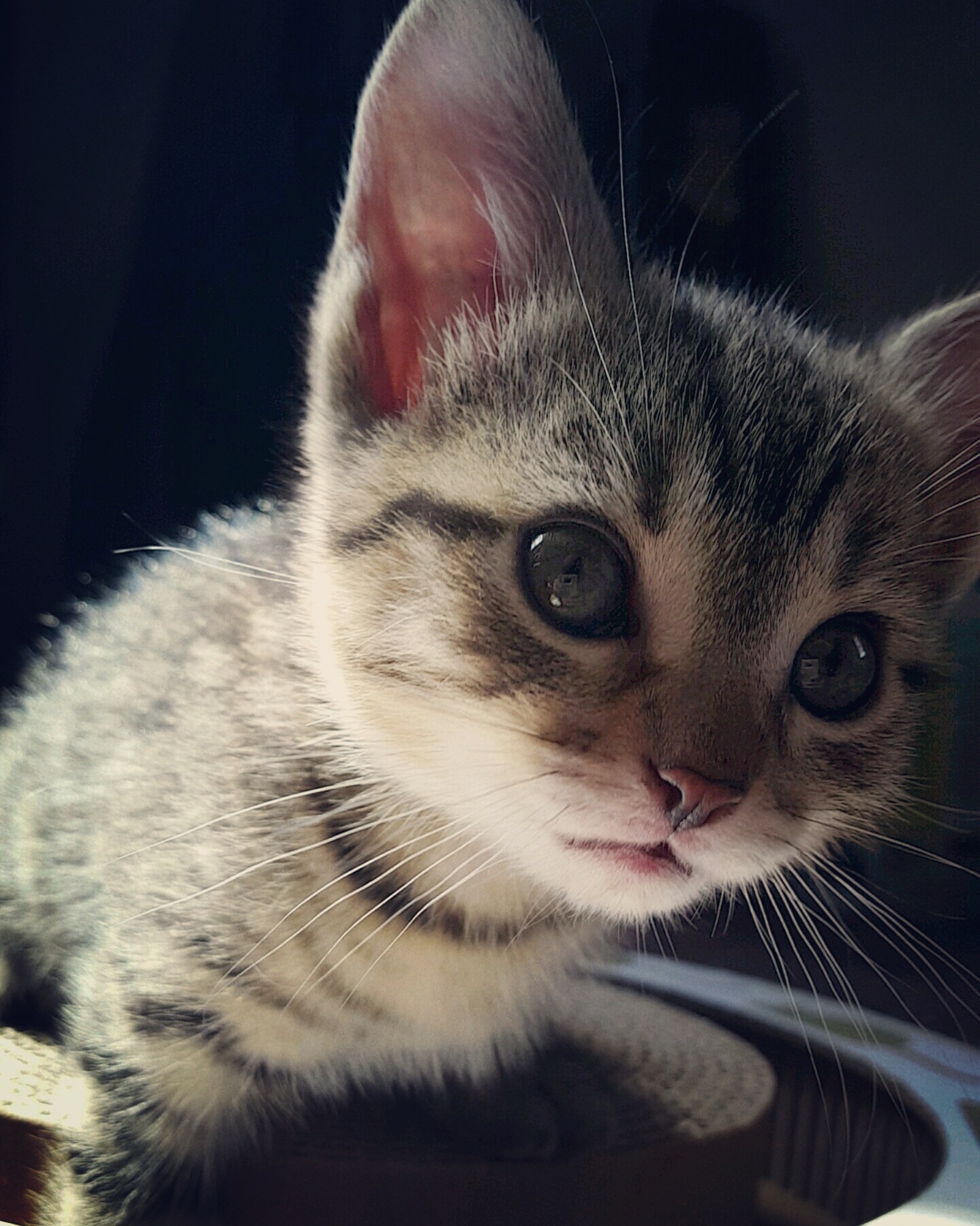Meet Polly Pawket the Newest Addition to the Zoo I Call Home