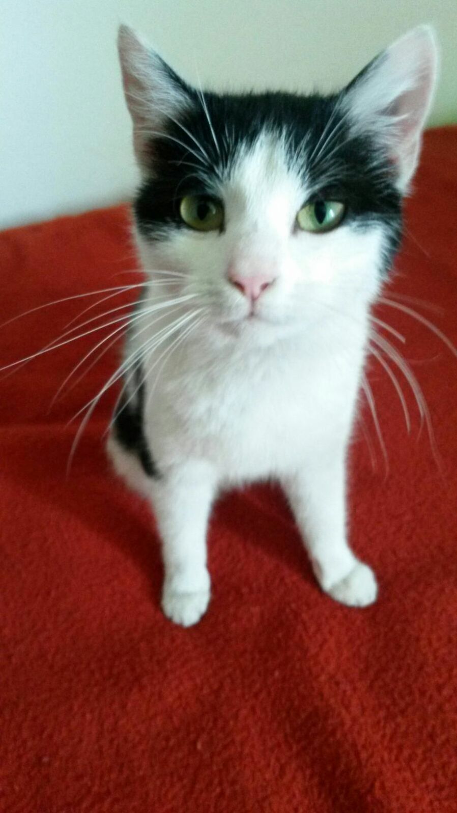 Meet Simke
