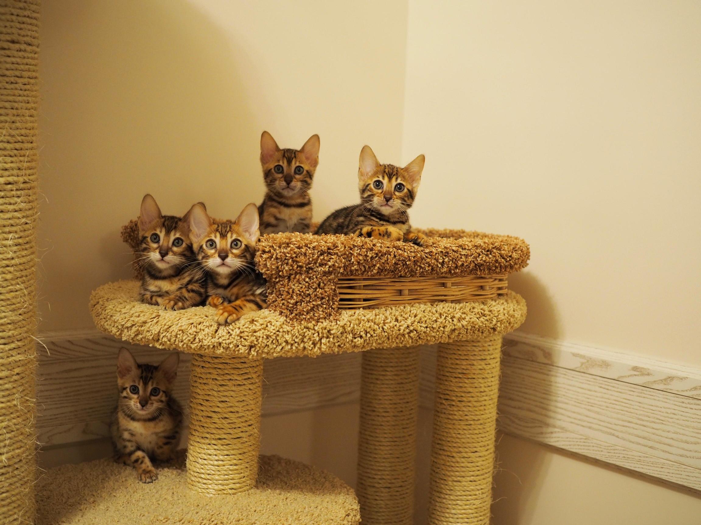 Meow