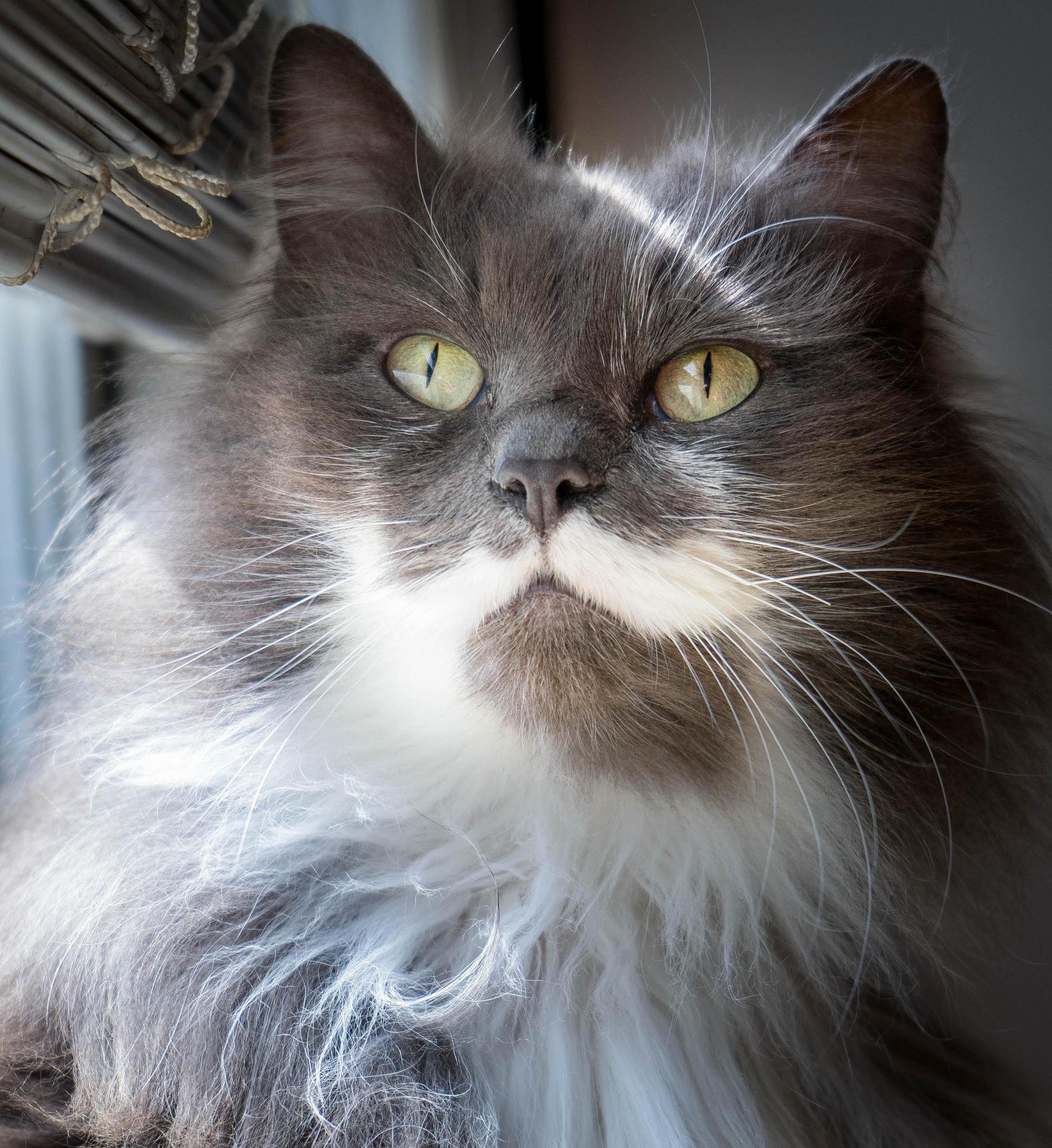 Merlin Is Enjoying the Warm Friday Morning Sunshine in an Office Window.