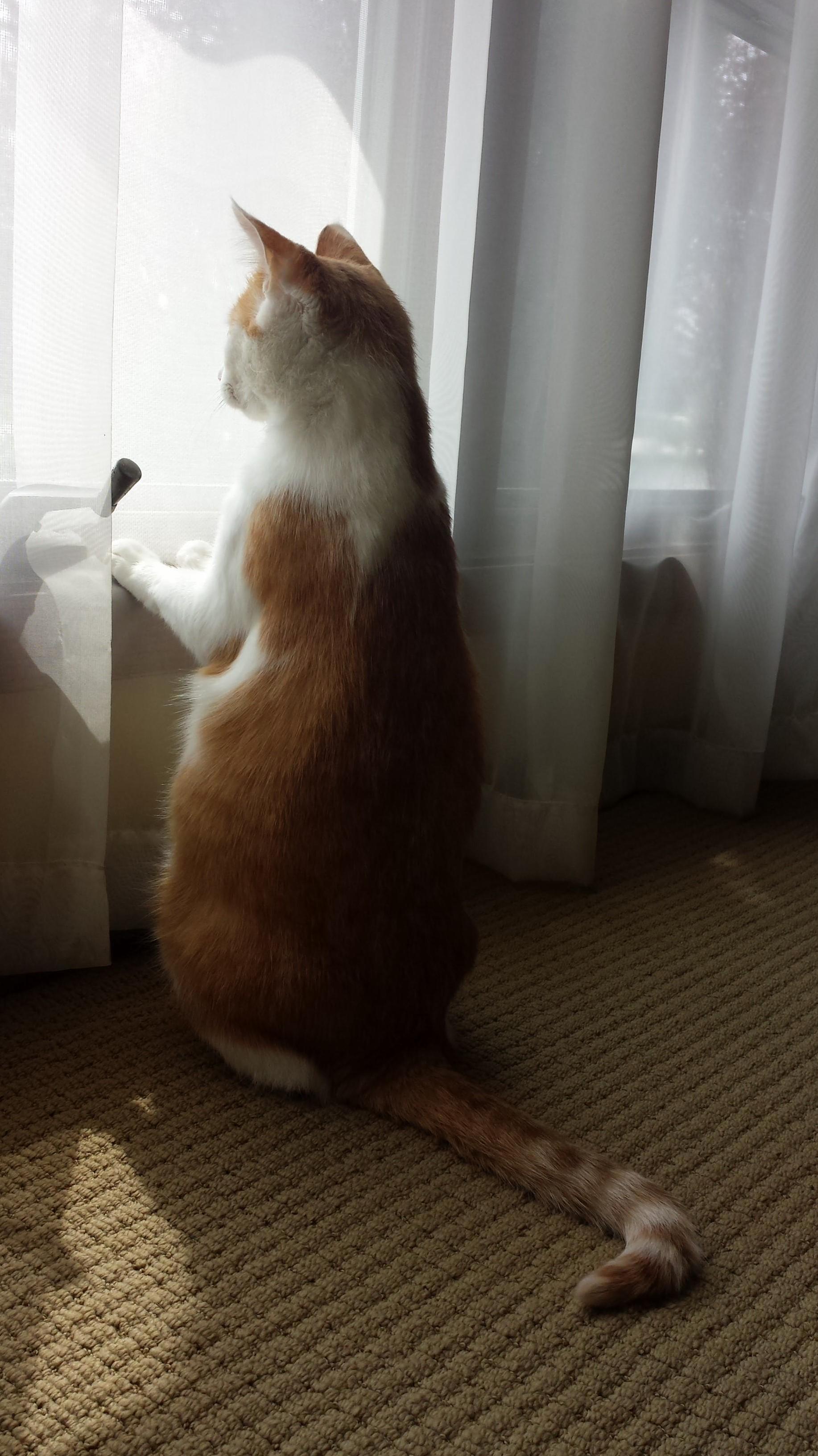 Mia Looking at Feathered Noms. She Does This Every Morning After Breakfast.