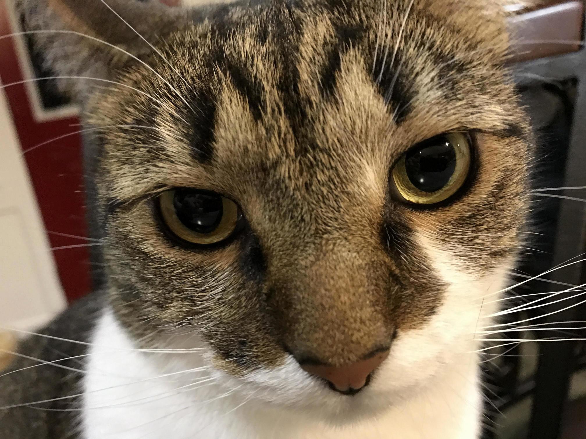 Mildly Annoyed. X-post Rtobycat