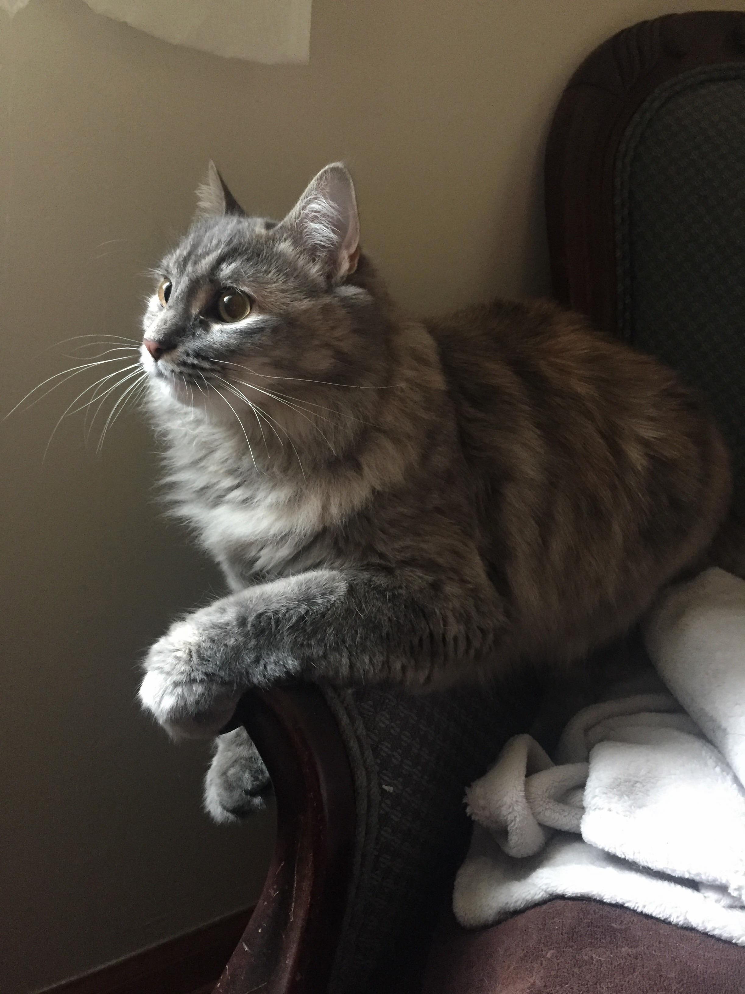 Minerva Trying to Be a Model.