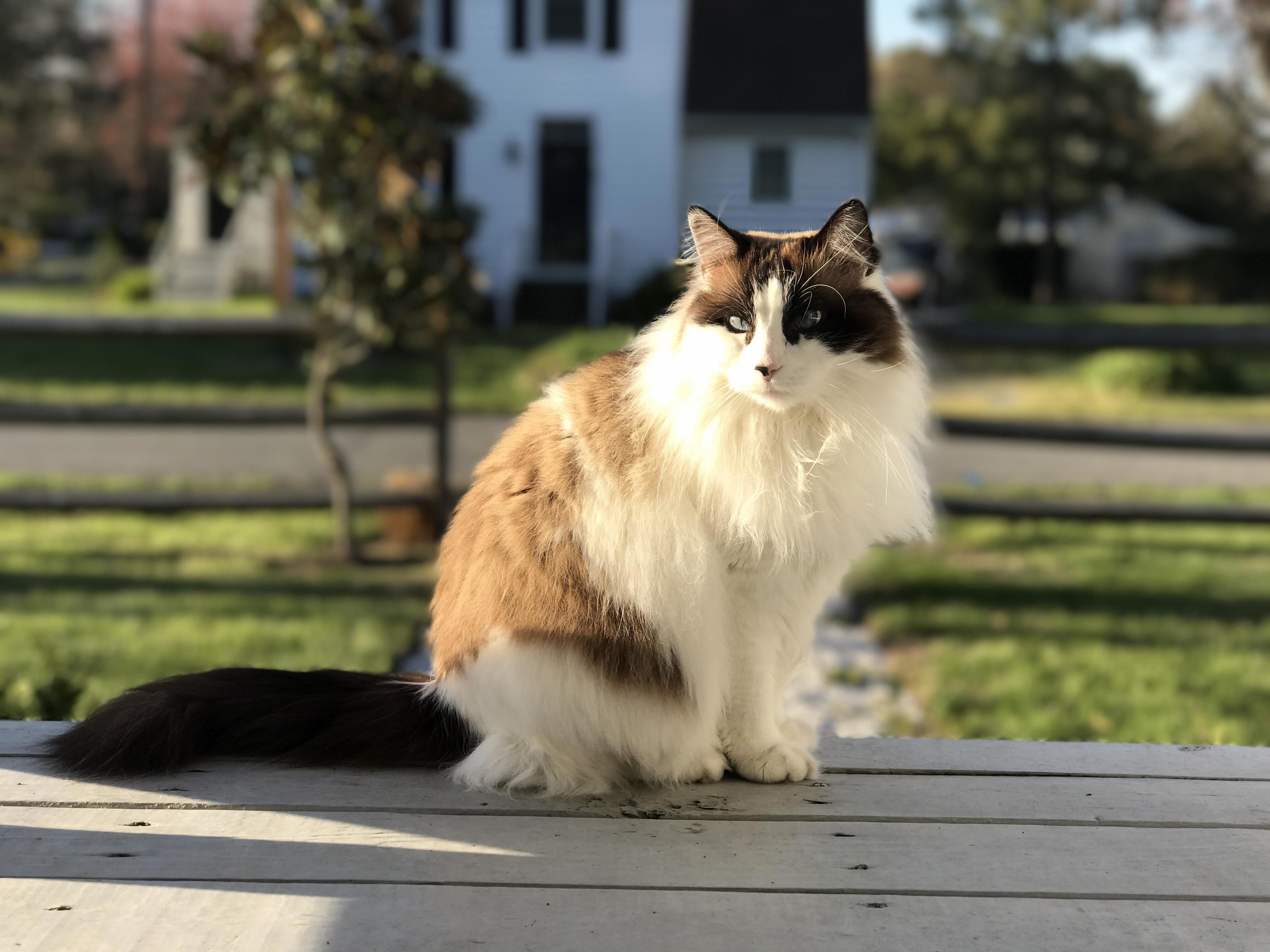 Mirabelle. aka Trash Cat. aka the Disturbance of East Division St.
