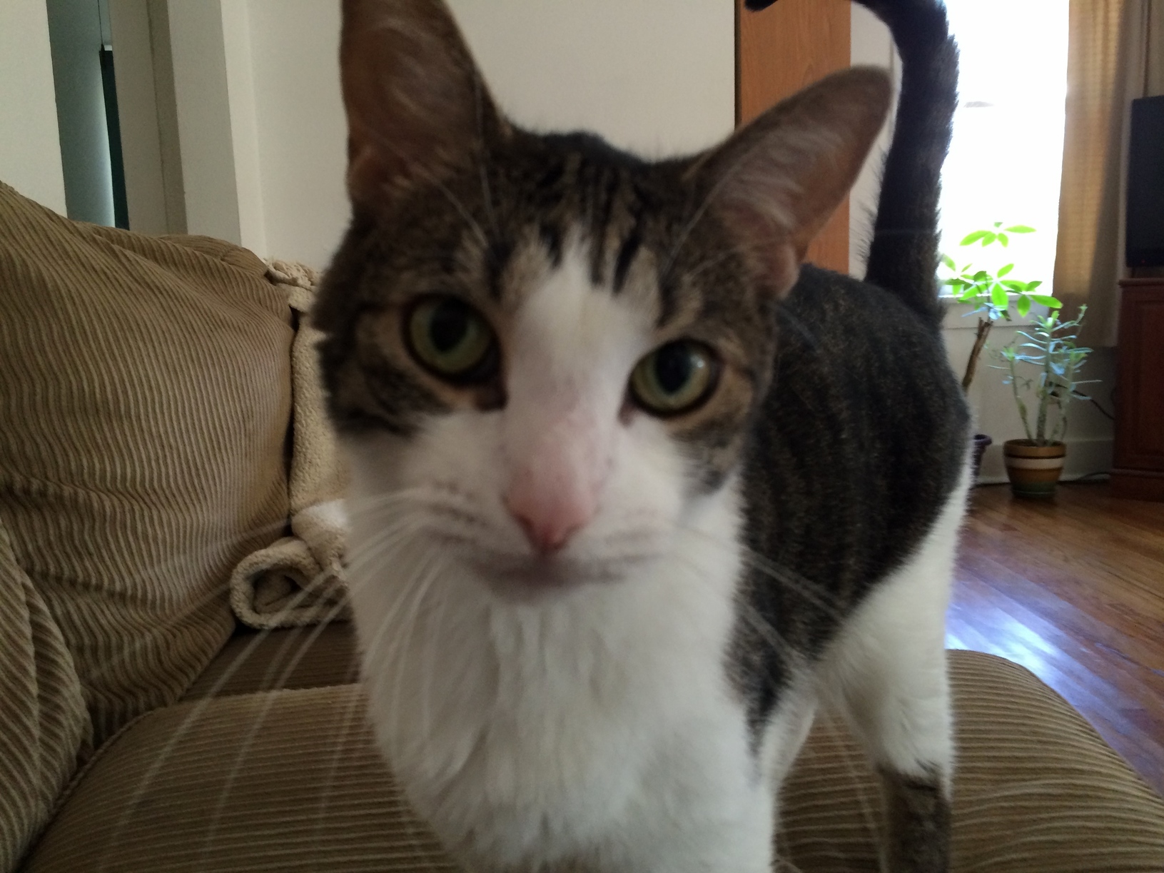 Moose Loves to Be Photographed.