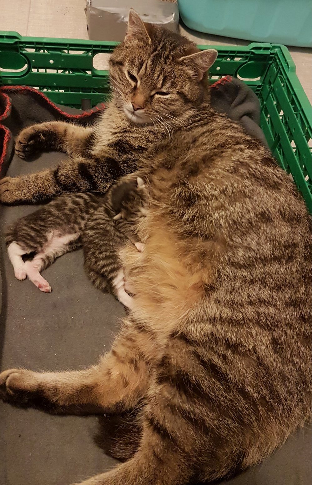 Mother with 3 Day Old Kittens