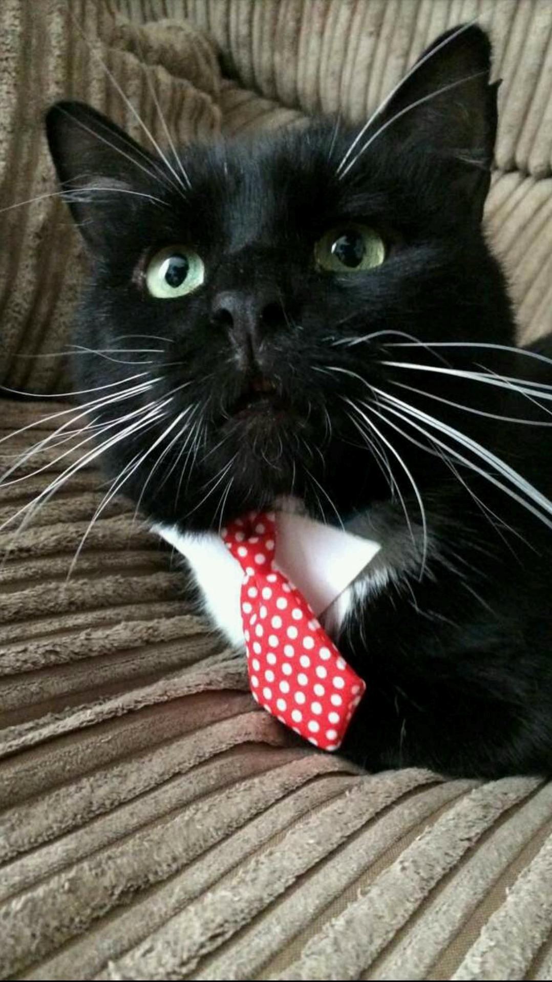 Mr Noodles Will See You Now.