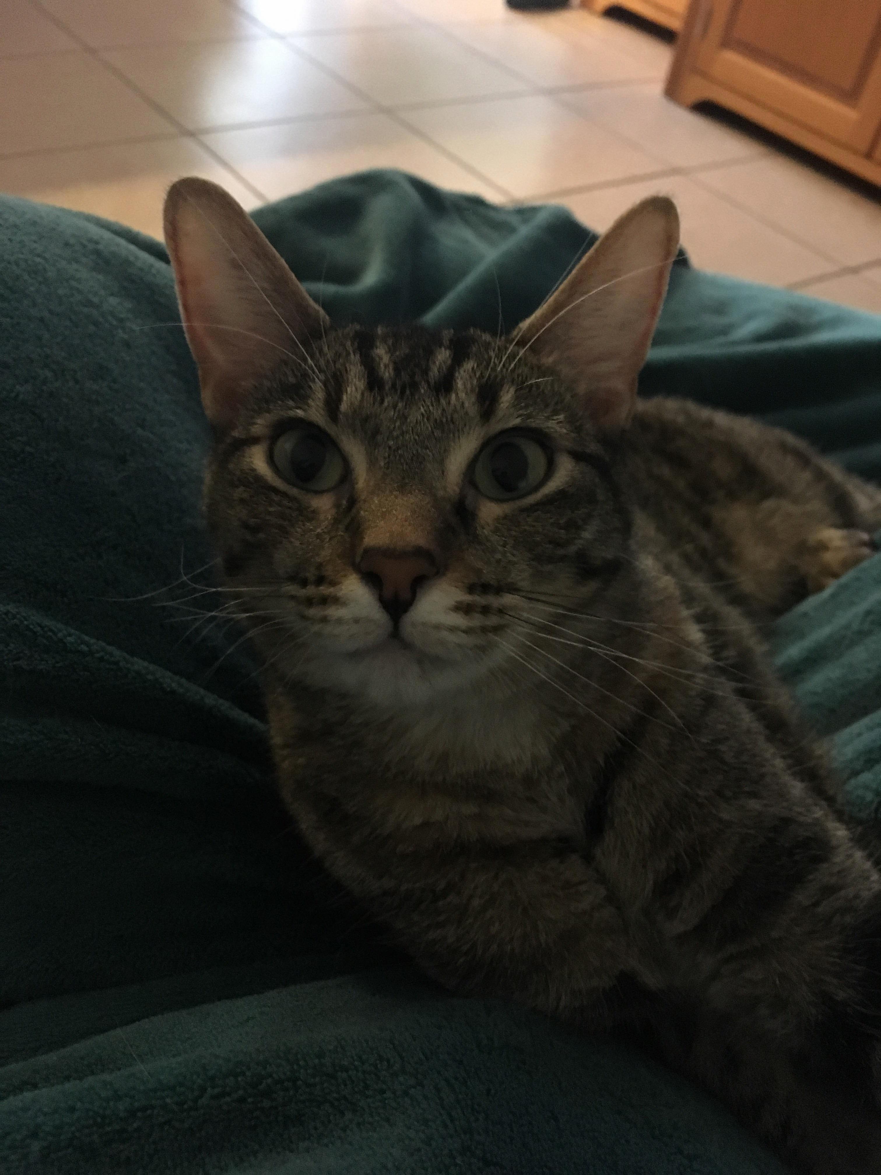 Mrs. Mia Wallace Is 2 Today She Celebrated by Shoving Her New Crinkle Bug Under the Stove.