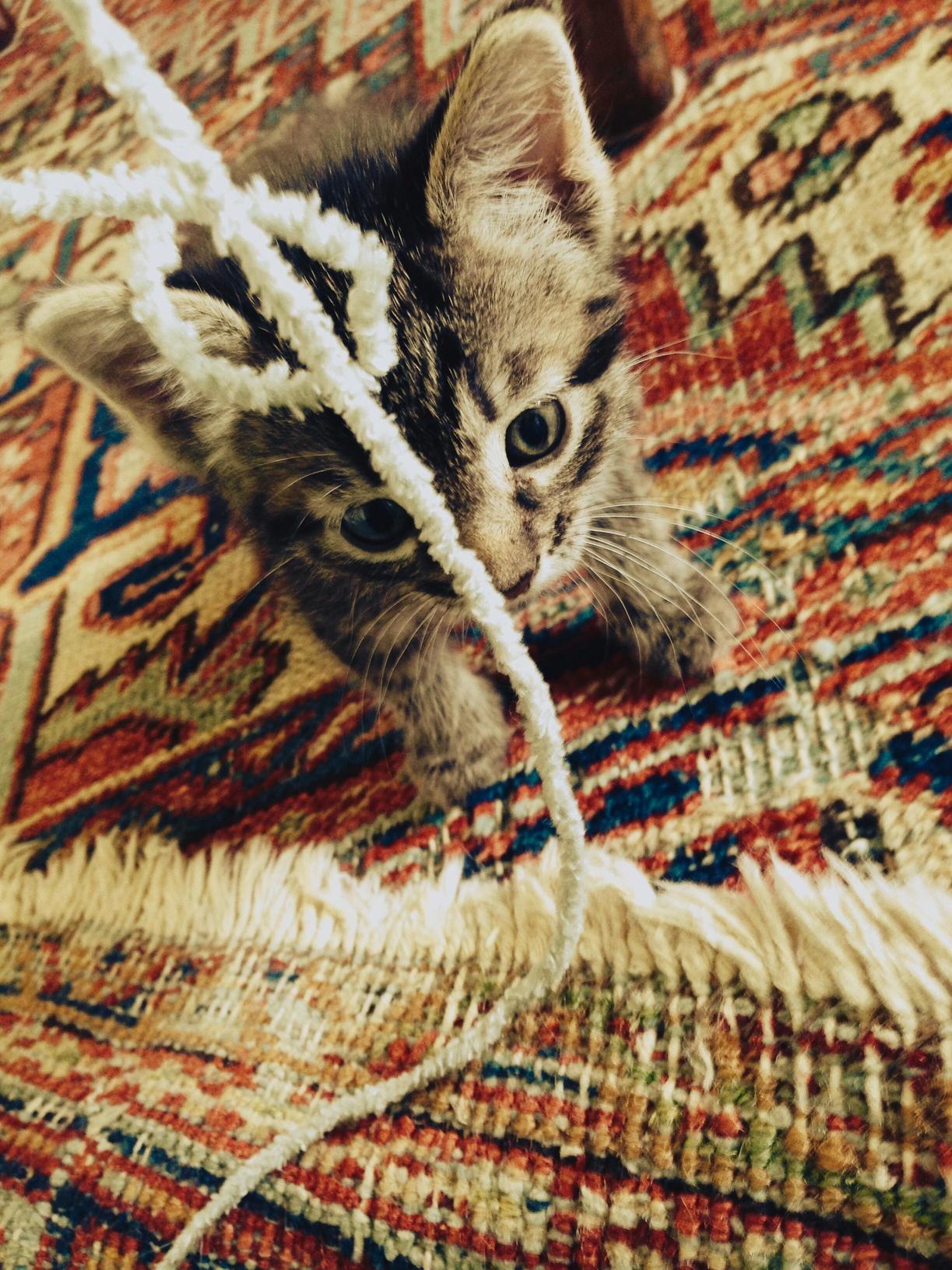 Multi-colored Eyes