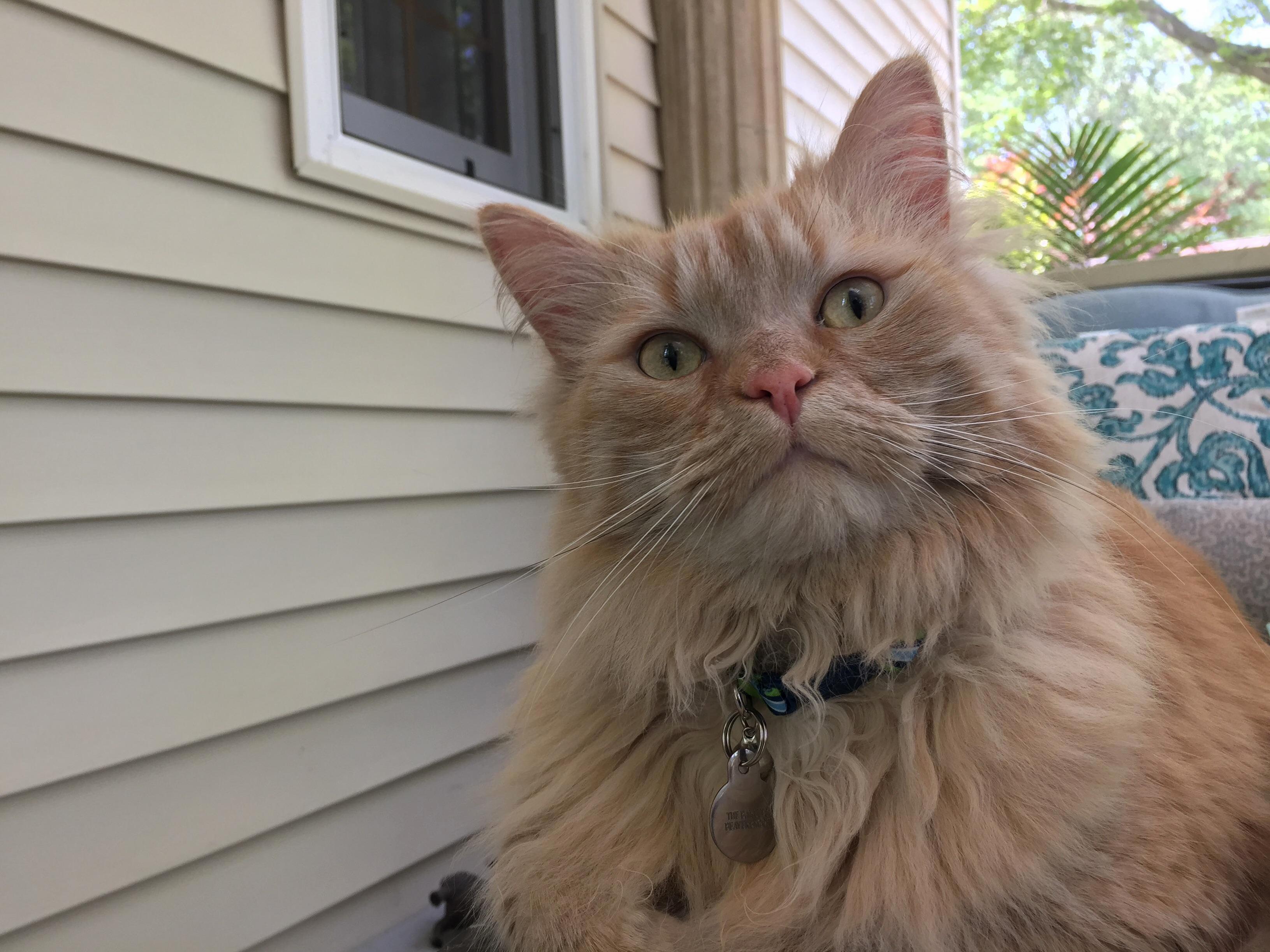 My 20 Pound Maine Coon Ivan.