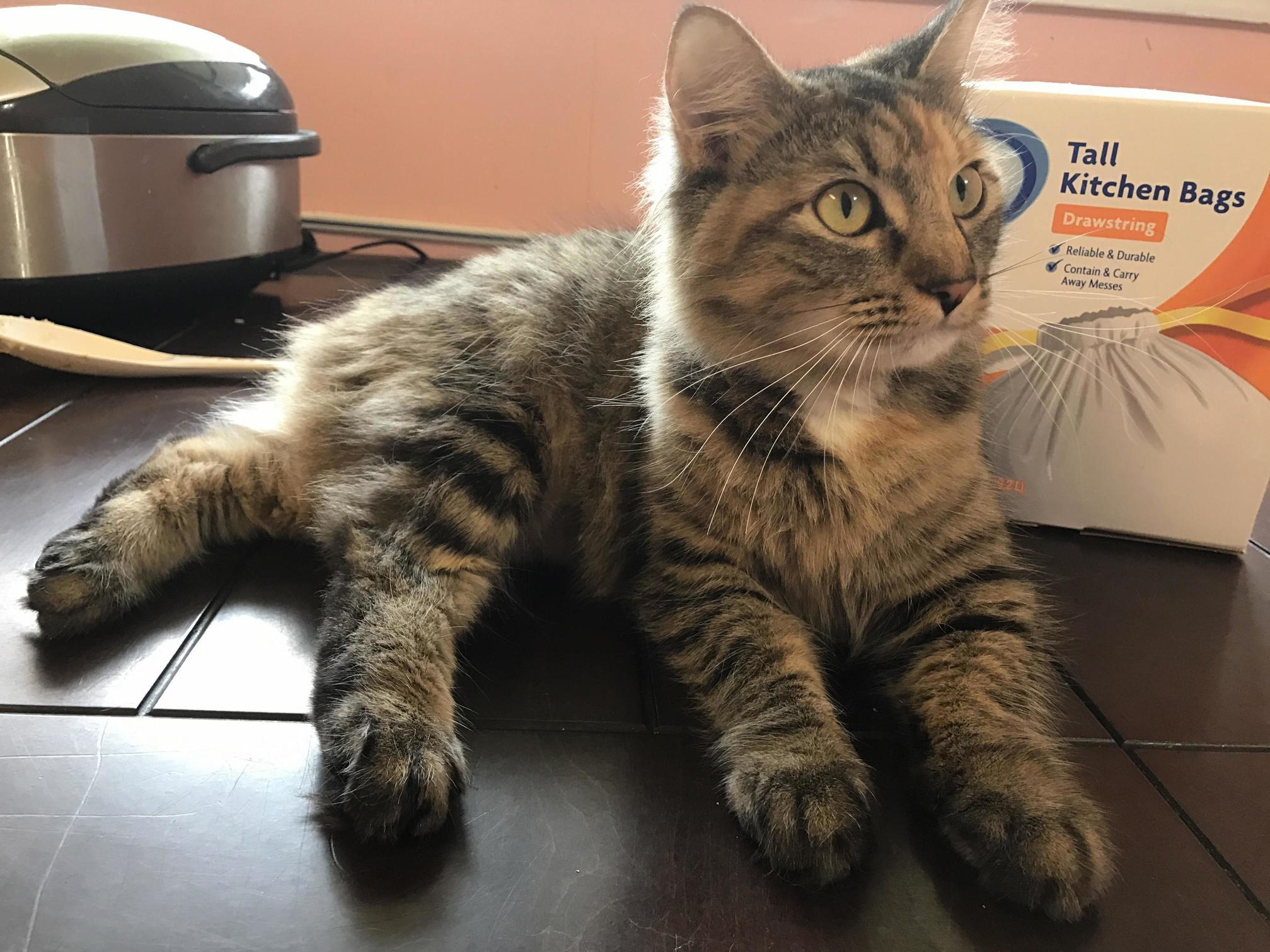 My 34th 75 of a Cat Cat