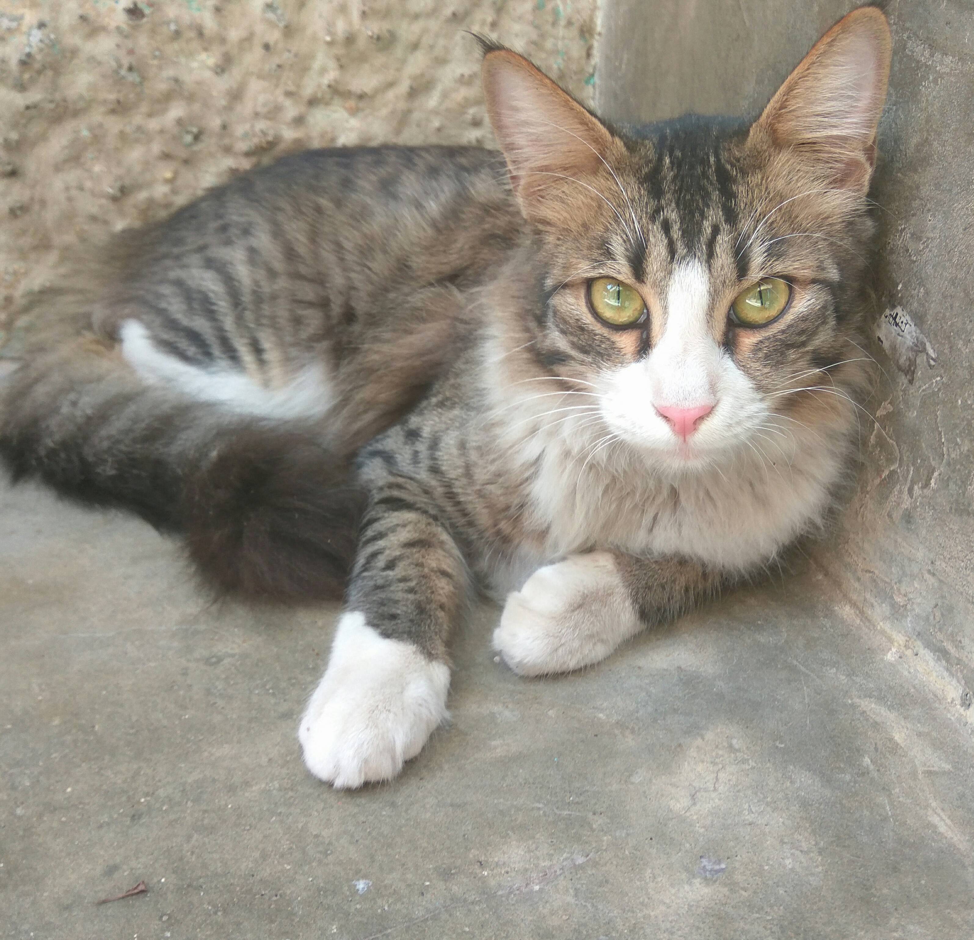 My Beautiful Cat
