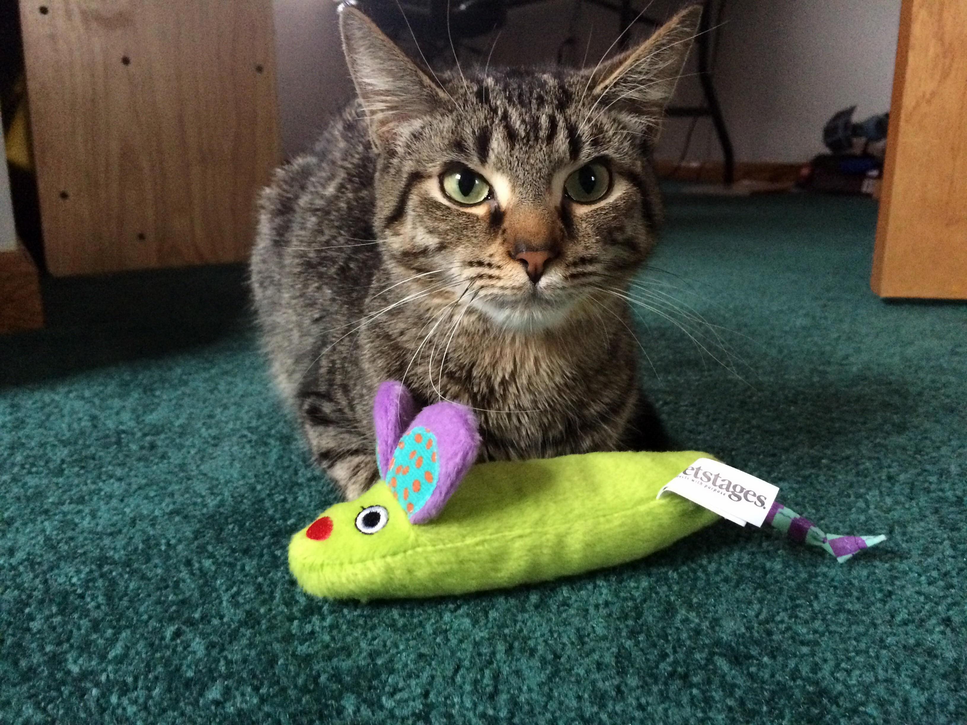 My Best Friend Emmett Who I Just Lost to Fip at Only 8 Months. Just Wanted to Share My Handsome Boy with the the Internet.