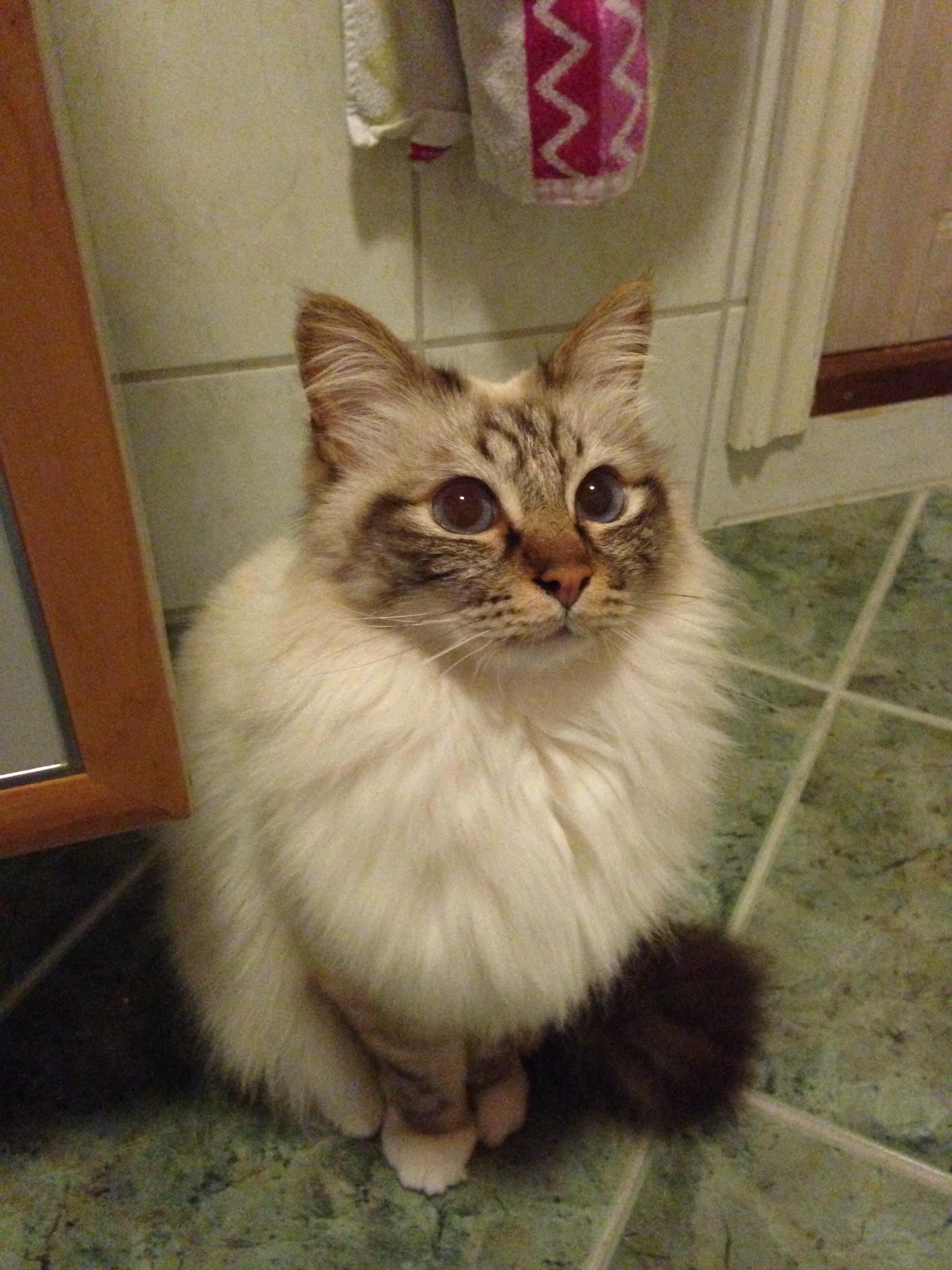 My Birman Cat Kaoz