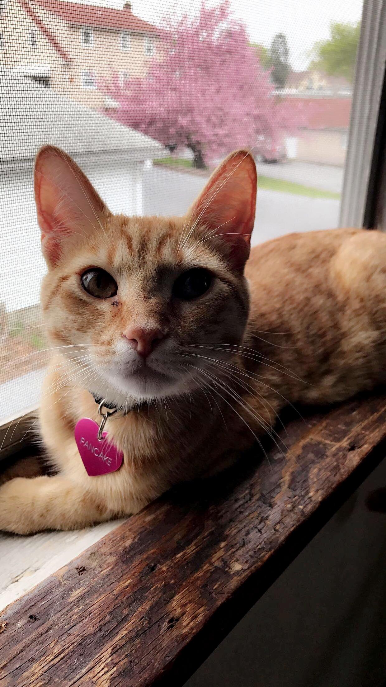 My Boy Pancake. Rescued Him at 3 Weeks Old Bottle Fed Him Nursed Him Back to Health and Hes Now the Handsome Boy He Is Today. He Turns 9 Months in a Few Days.