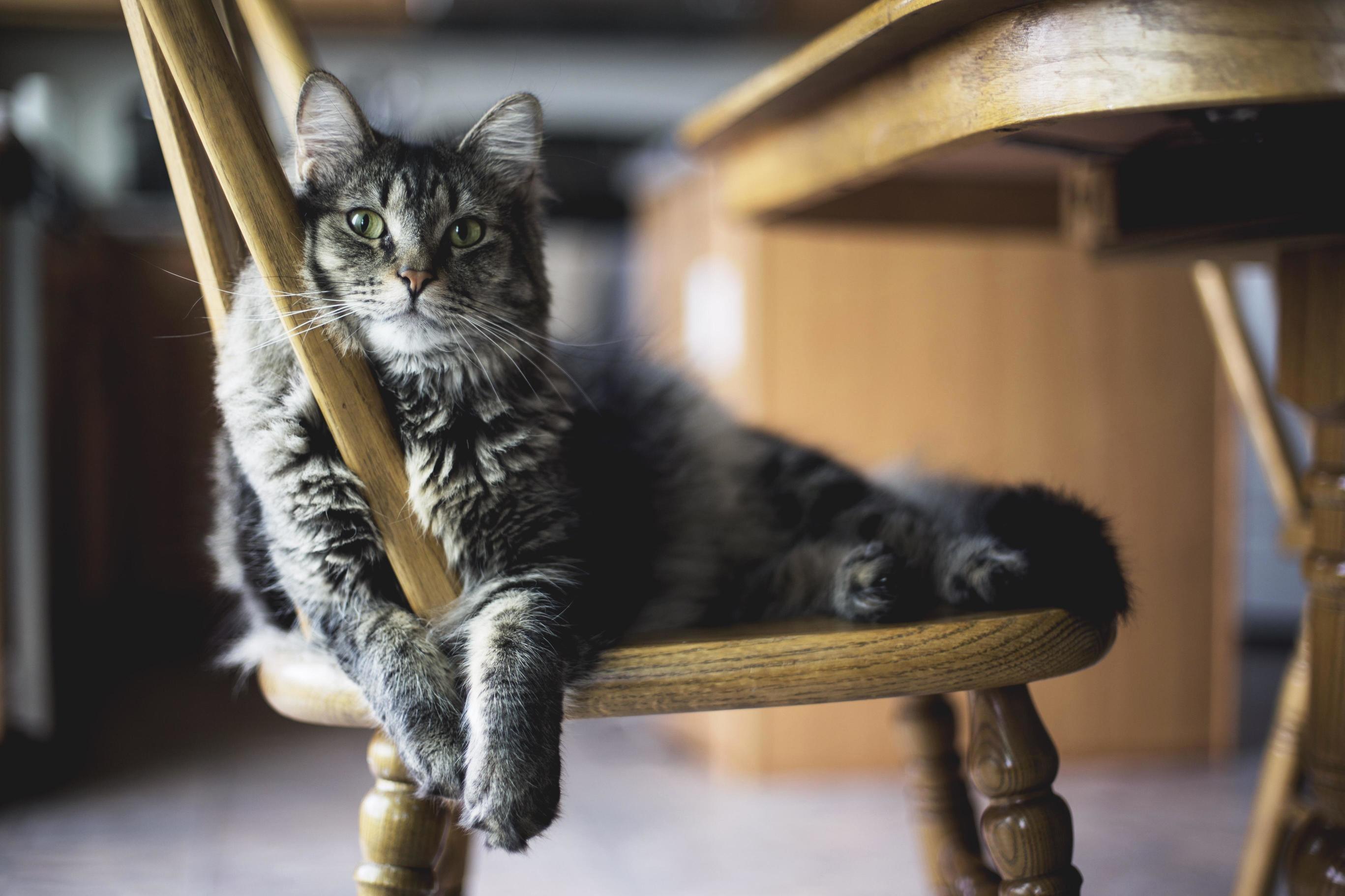 My Brothers Cat Is a Natural Model.