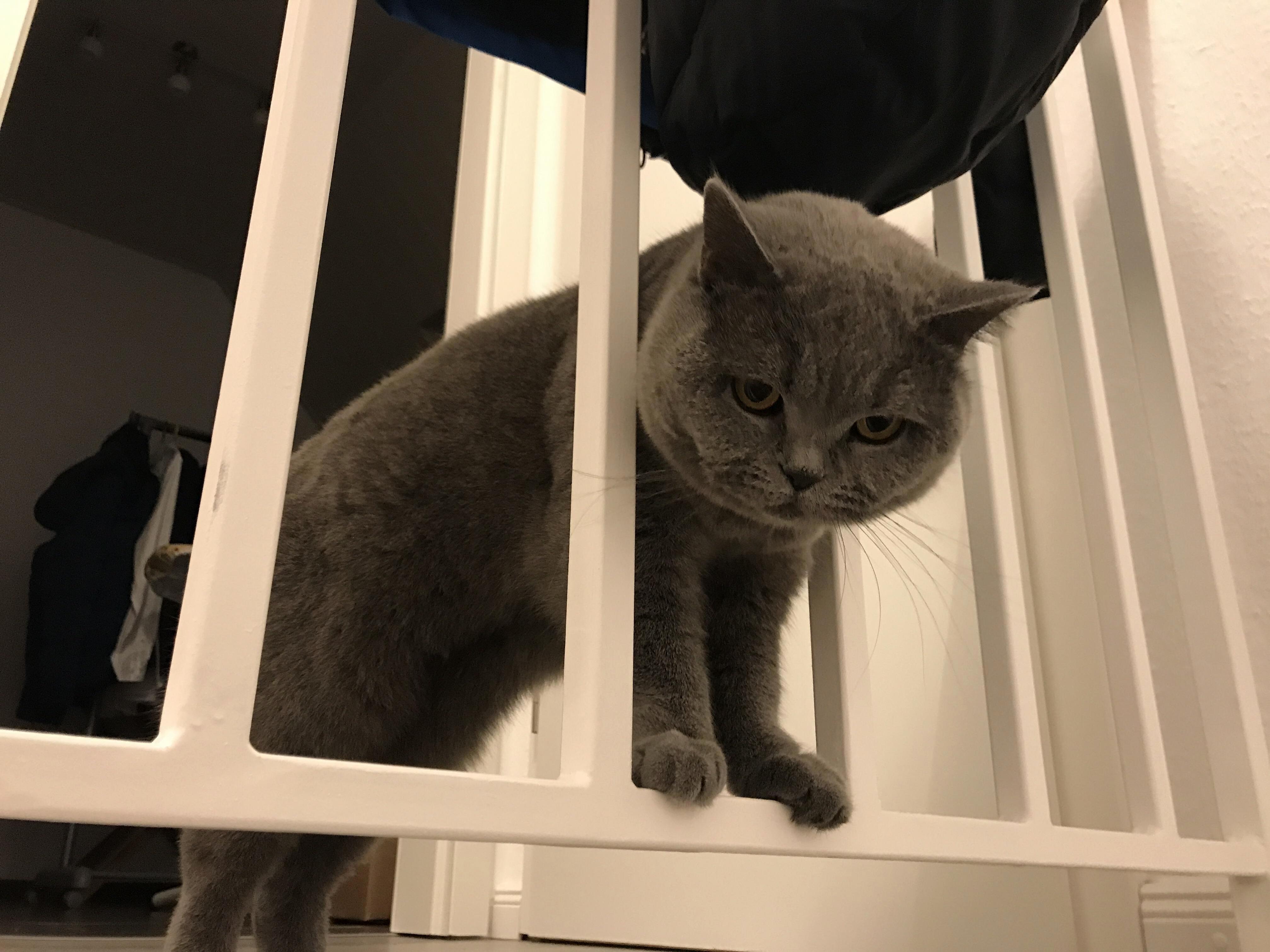 My Cat Always Seems Upset When I Need to Go to School.