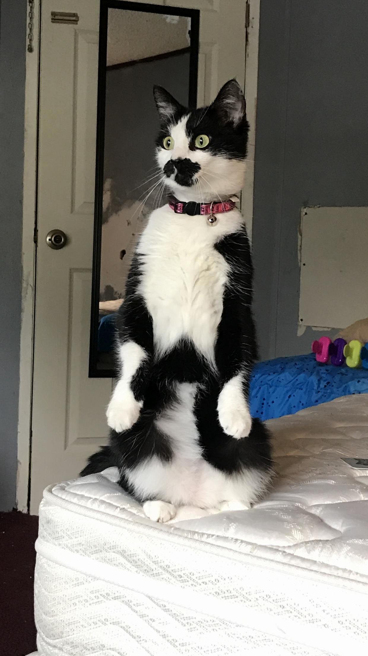 My Cat Charlie Watching Rain Fall for the First Time.