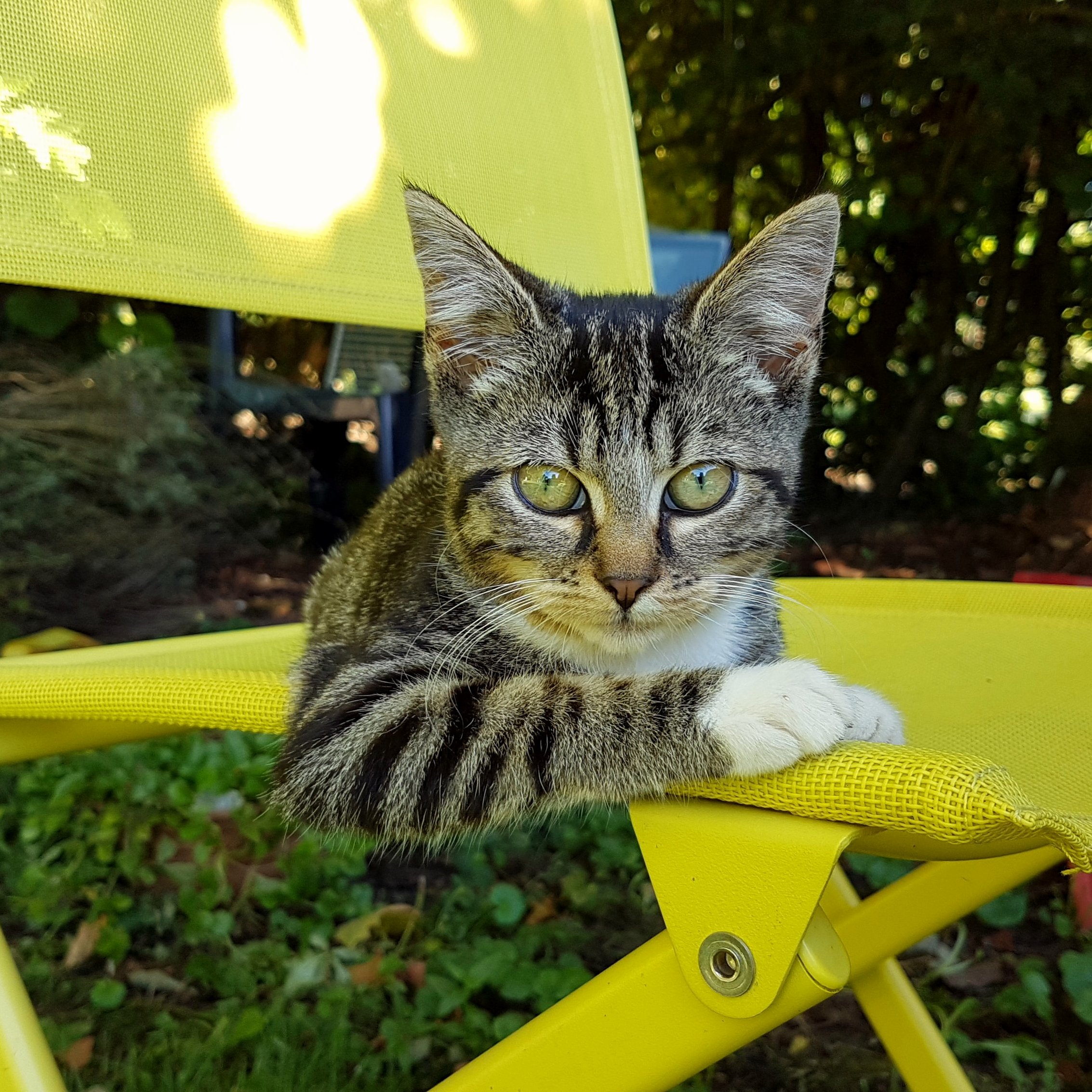 My Cat During Last Summer