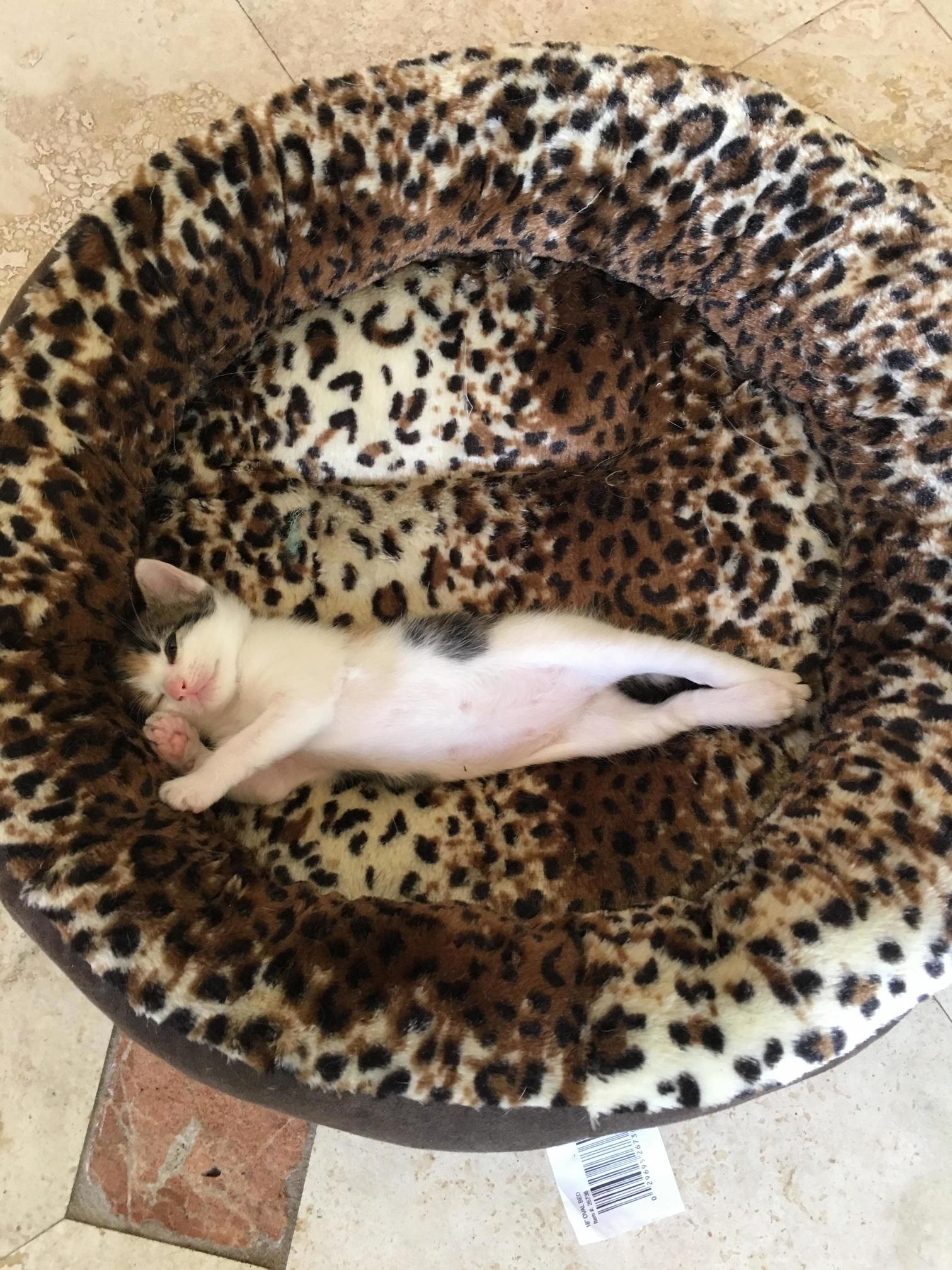 My Cat Eva When She Was Tiny