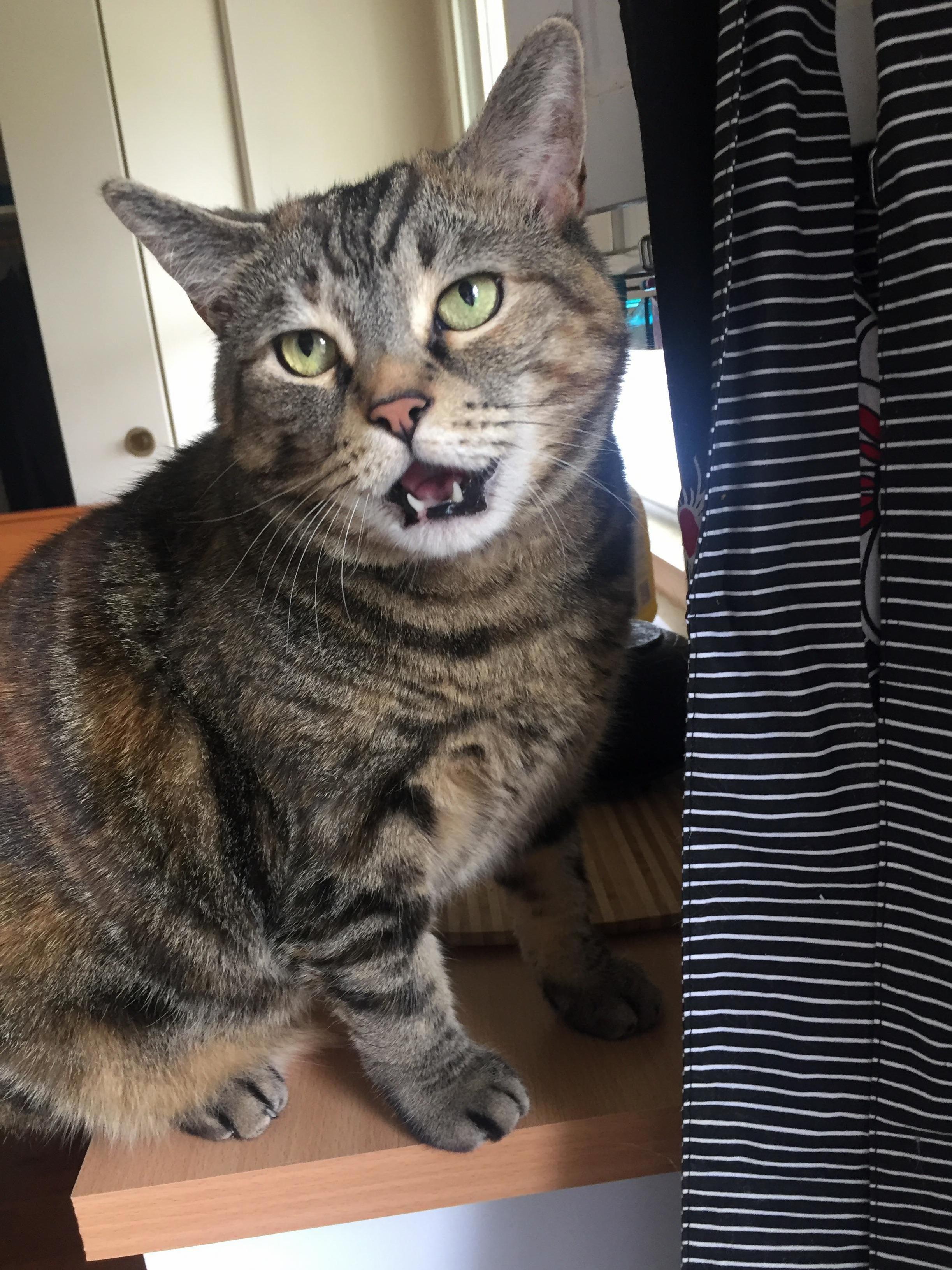 My Cat Gigi Being Sassy