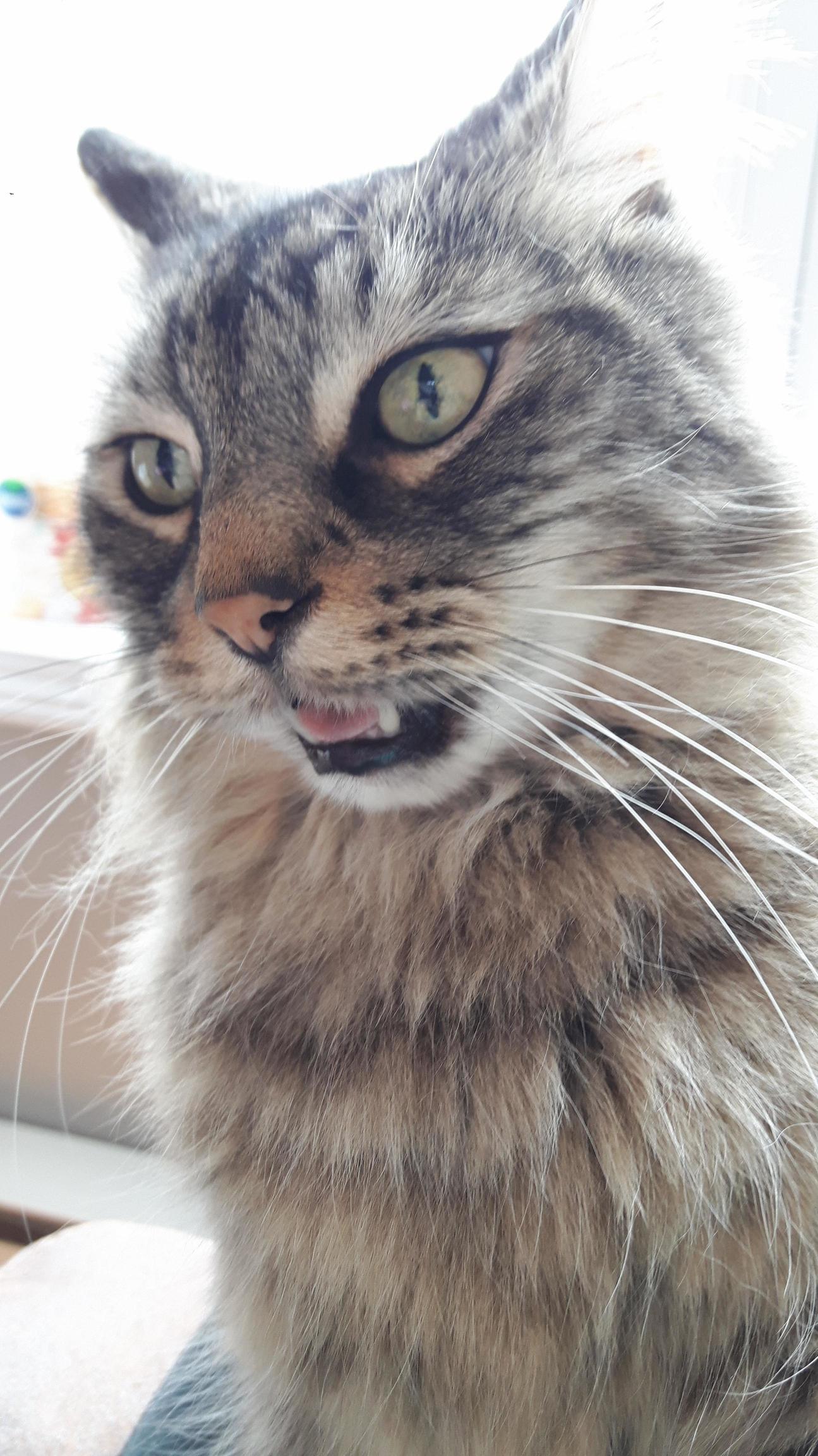 My Cat Just Before Ge Tried to Murder Me
