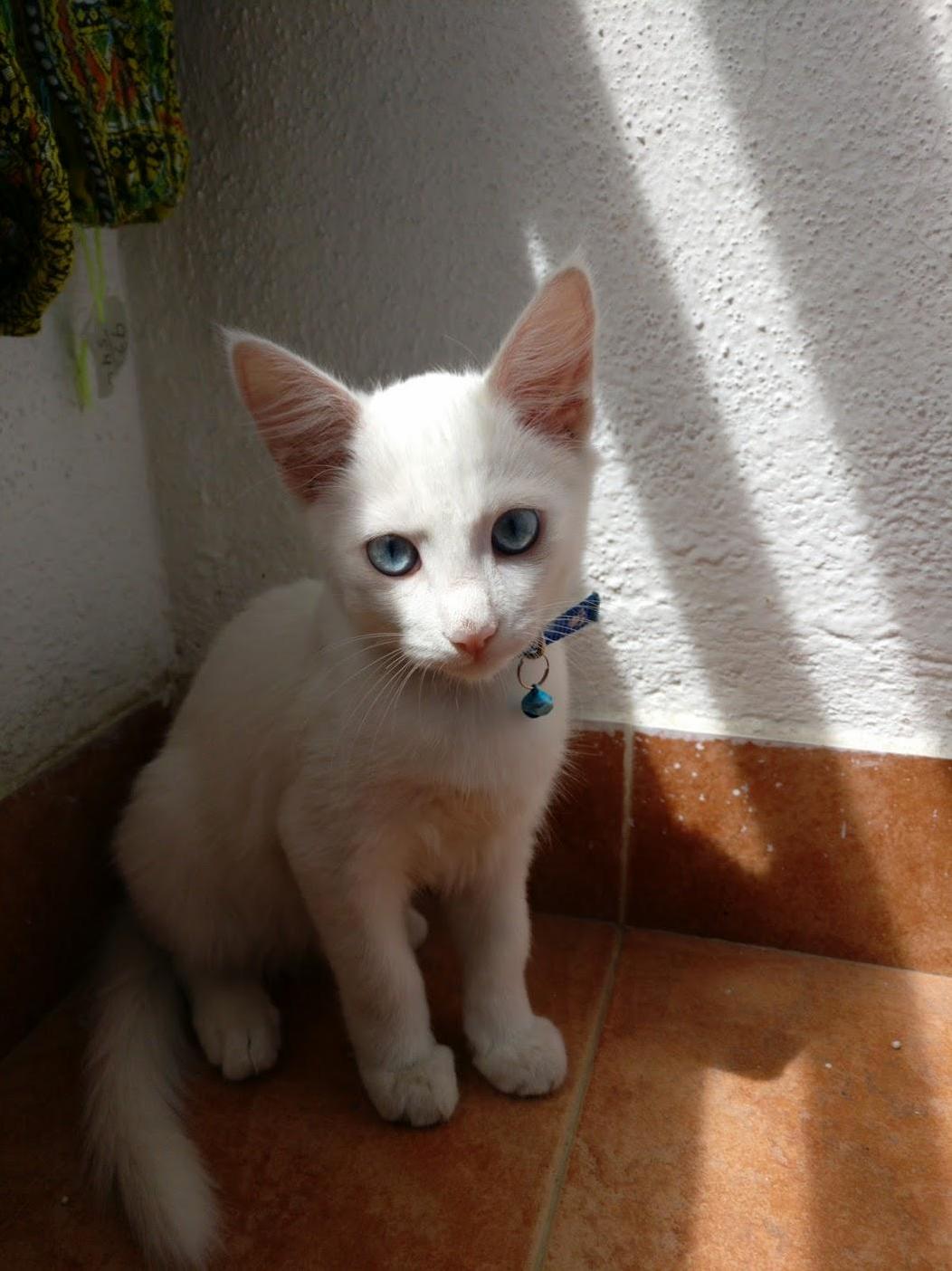 My Cat Kirby San